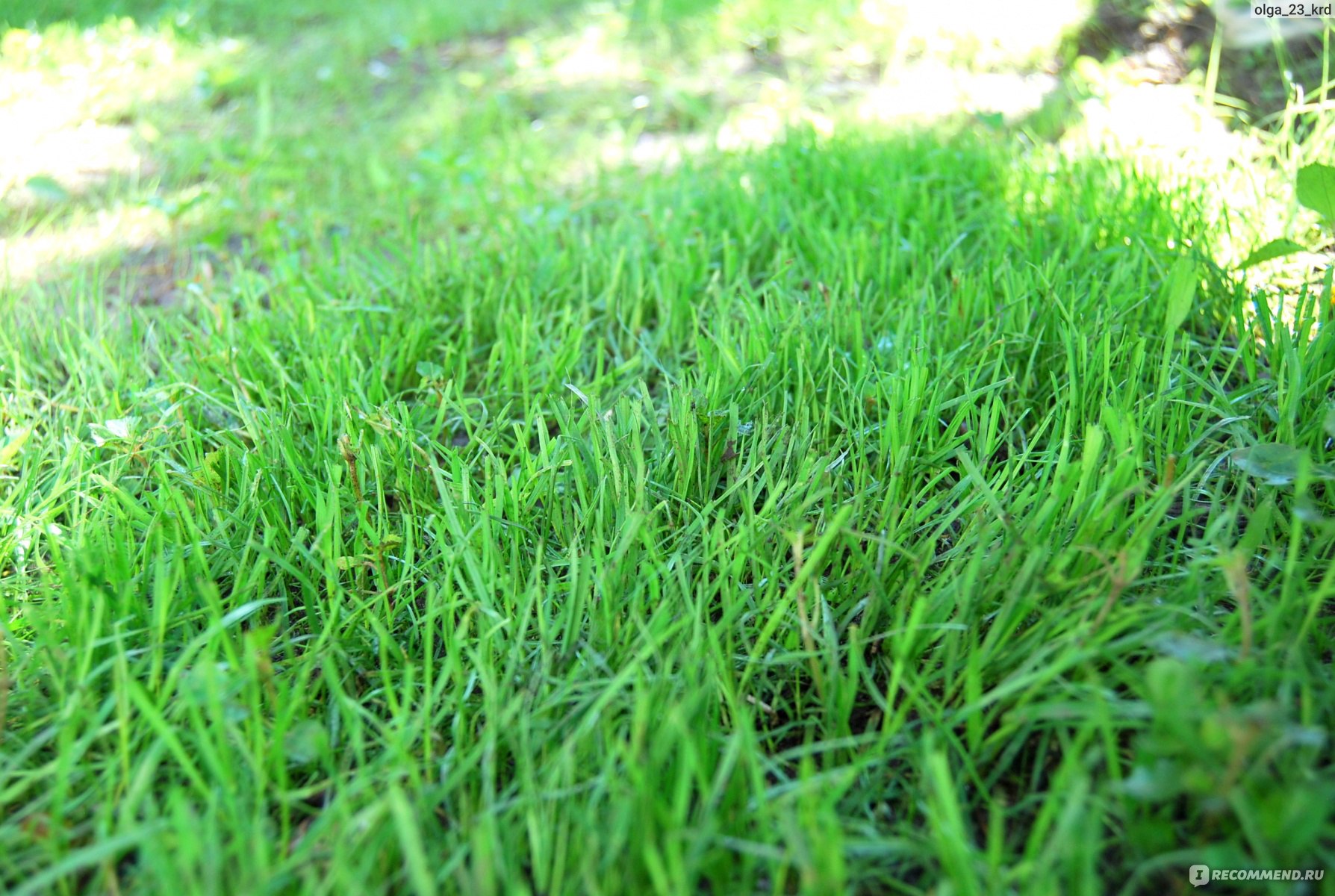 газонная трава название и фото
