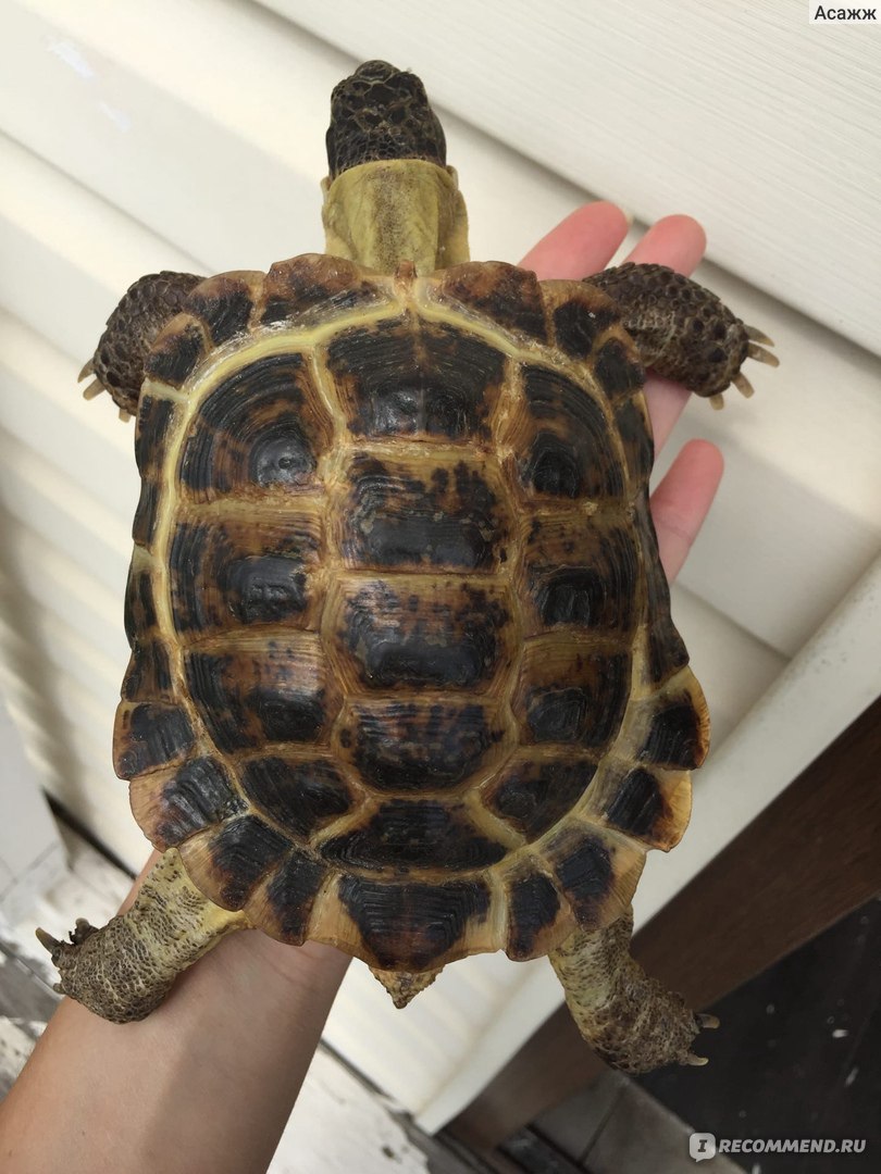 Красноухая черепаха: содержание и уход в домашних условиях | Заповедник