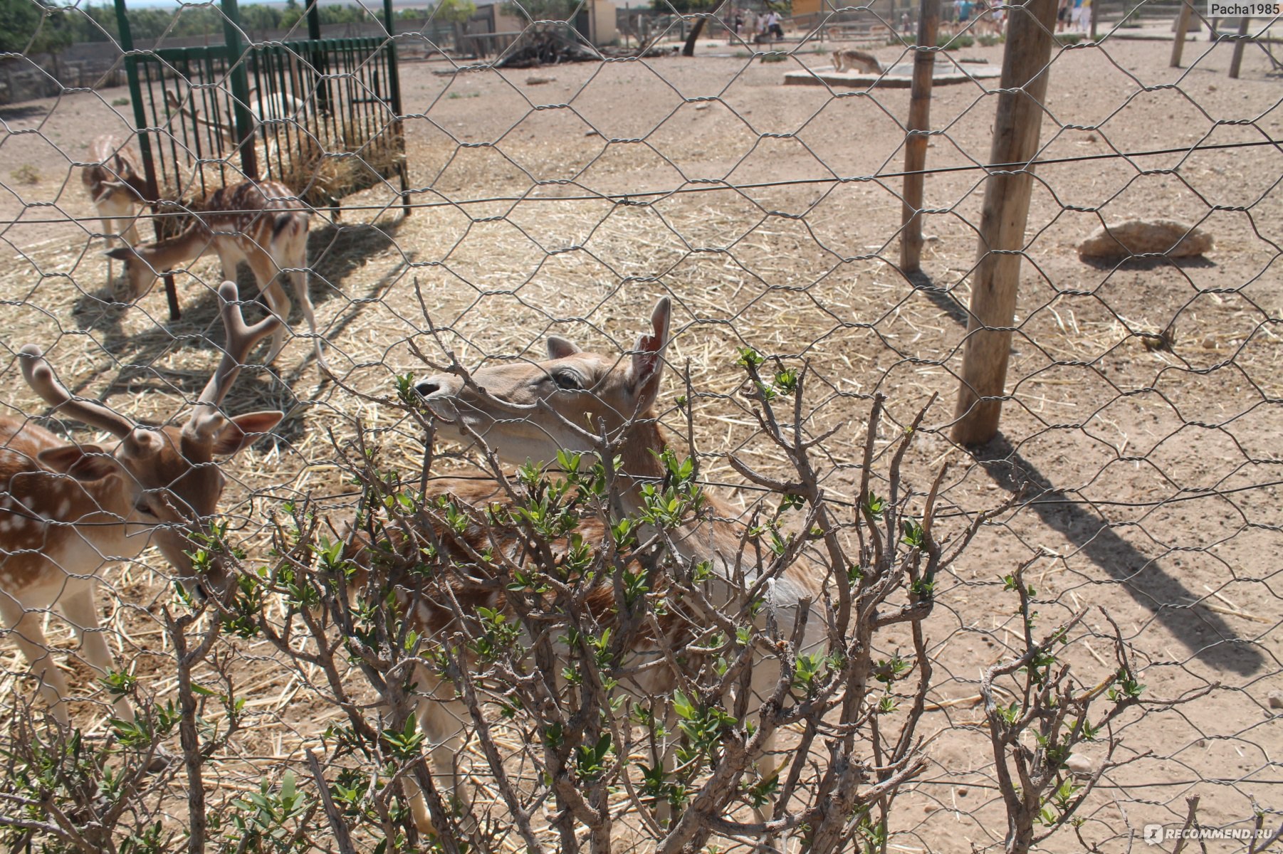 Сафари-парк "Фригия" (Тунис, Хаммамет) фото
