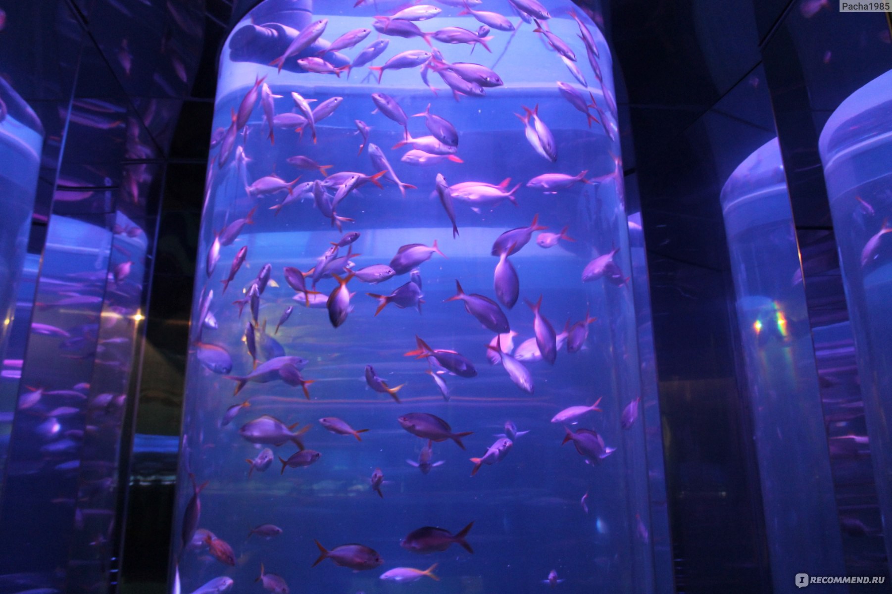 Питерский аквариум