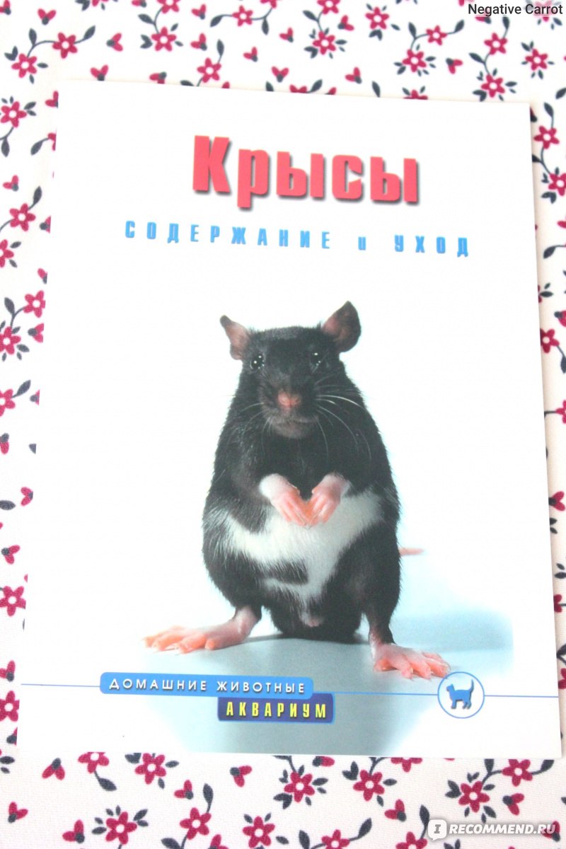 Крысы. Содержание и уход. Георг Гасспер - «Если Ваш питомец - крыса ?, и  даже если нет - рекомендую к прочтению. Маленькая красочная книжка с  глянцевыми всего 48 страницами, которая расскажет много