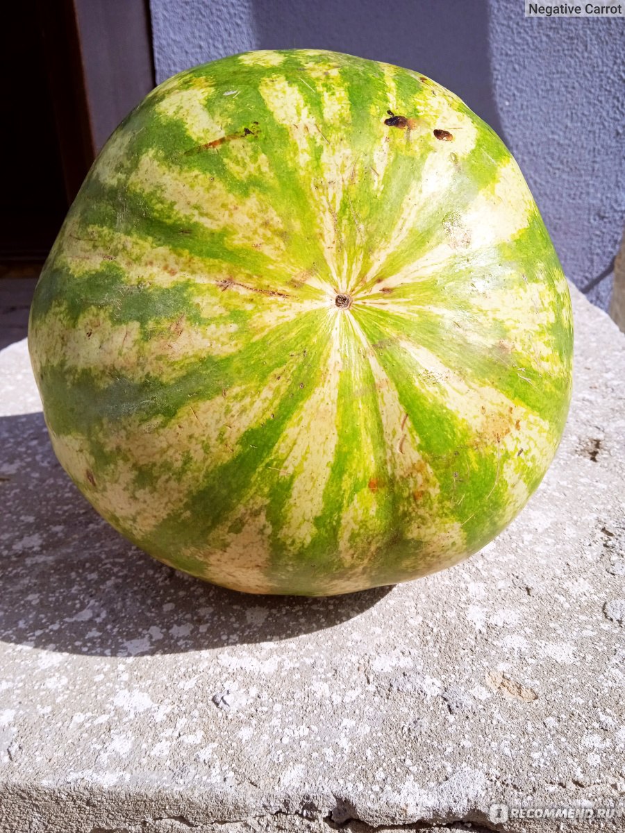 Ягода Арбуз - «Первый 🍉 пошёл 🍉. Как выбирать арбуз без посторонней  помощи? И тридцати лет не прошло - научилась. Теперь с первого дубля -  страйк) » | отзывы