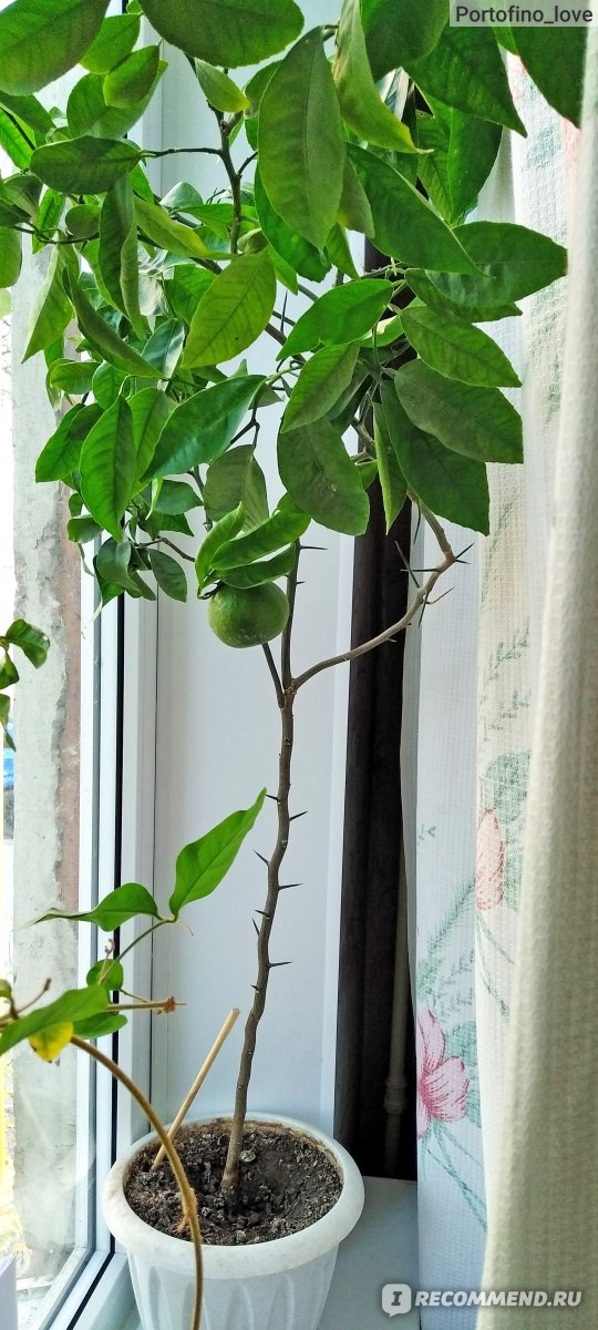 Домашний мандарин из косточки: от А до Я. Уход и выращивание в домашних условиях. Фото — Ботаничка