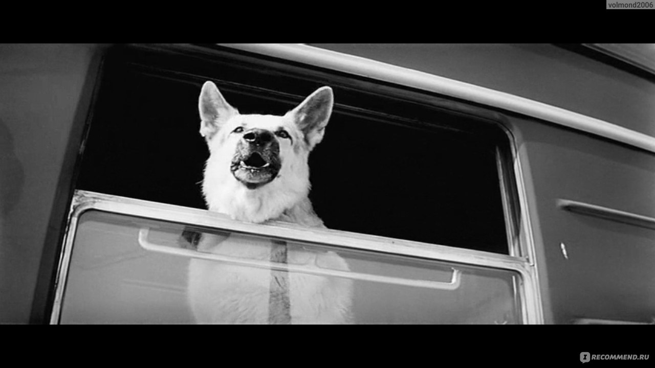 Ко мне, Мухтар! (1964, фильм) - «Прототипом Мухтара стала  служебно-розыскная собака Султан» | отзывы