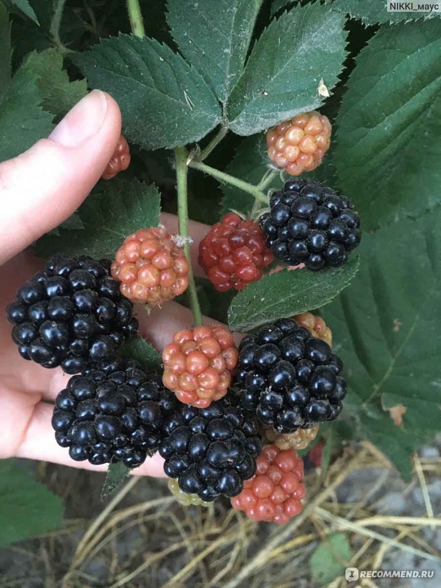 Ежевика (Rubus fruticous L.) - «Садовая ежевика» | отзывы