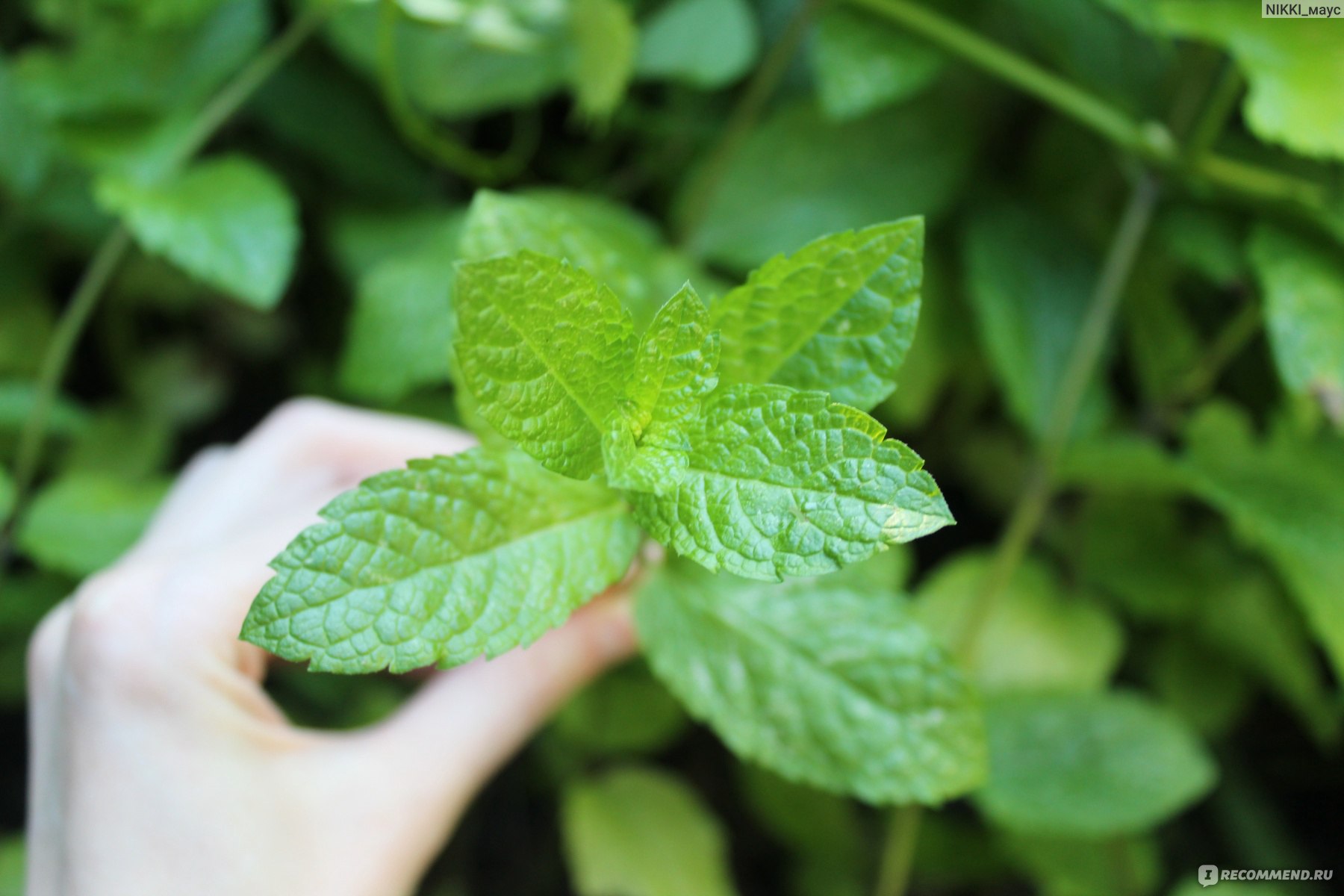Лекарственные растения Мята Душистая - «Мои 5 способов применения мяты ➤Душистая и ароматная СЛАДКАЯ мята, как жвачка орбит, МММням!»