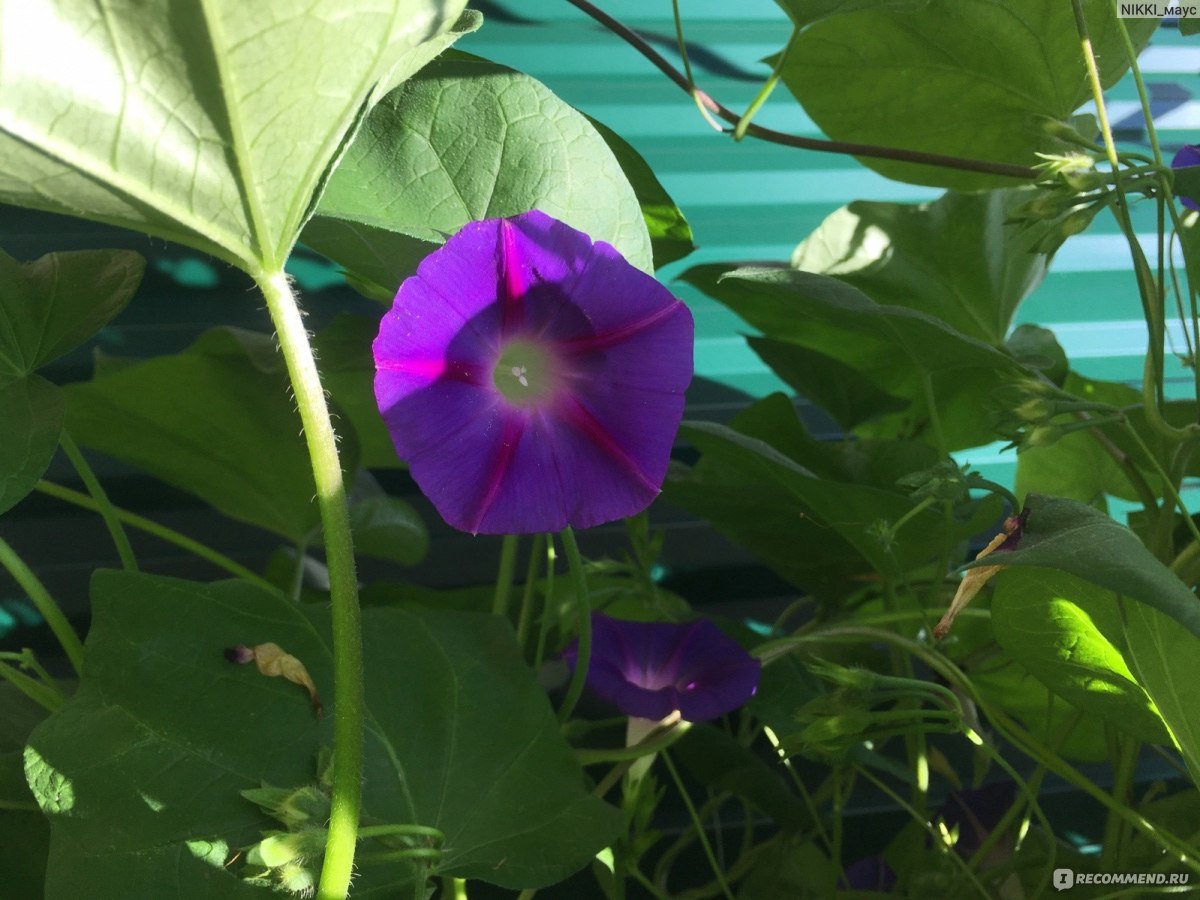 11 вьющихся растений для тенистой беседки на балконе — вторсырье-м.рф