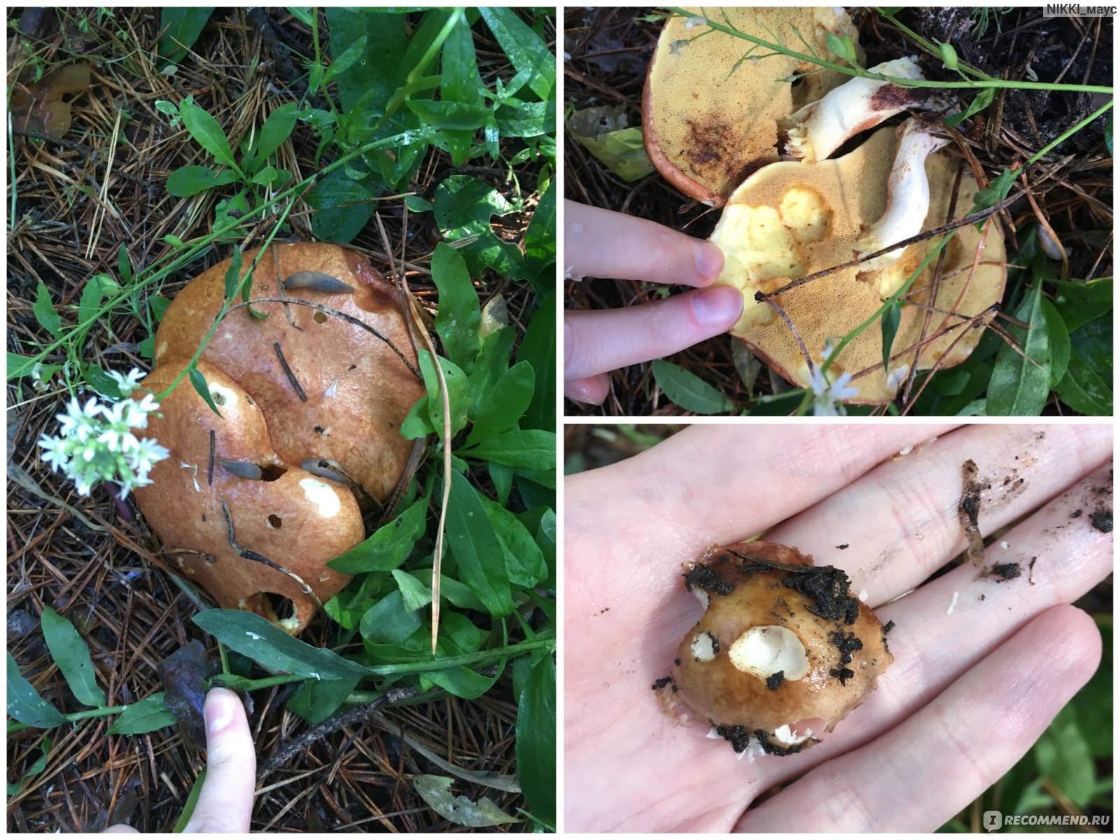 Грибы Лесные Маслята - «🍄 Сезон грибов открыт: в поисках лесных маслят 🍄»  | отзывы