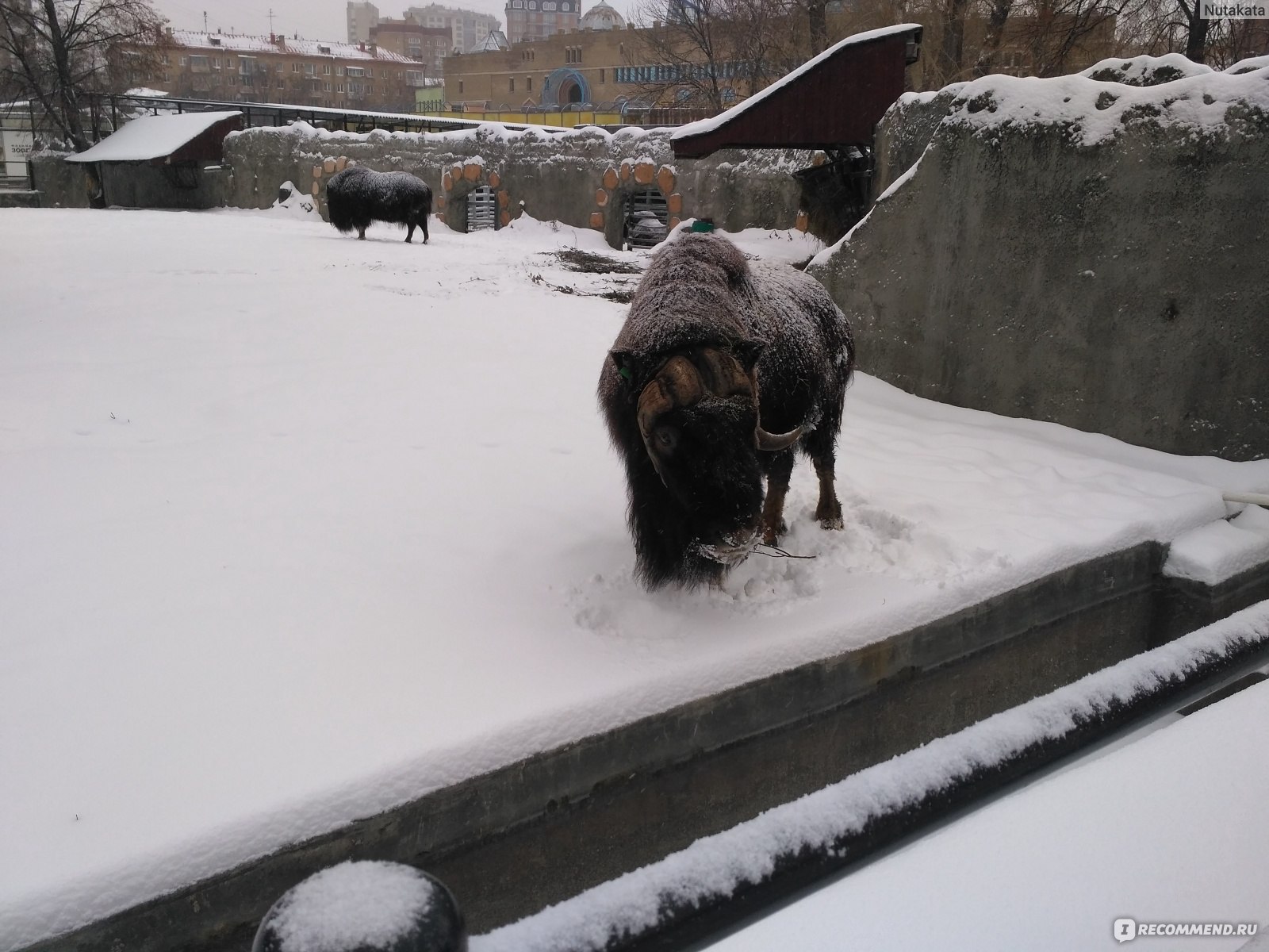 Зимний зоопарк в москве