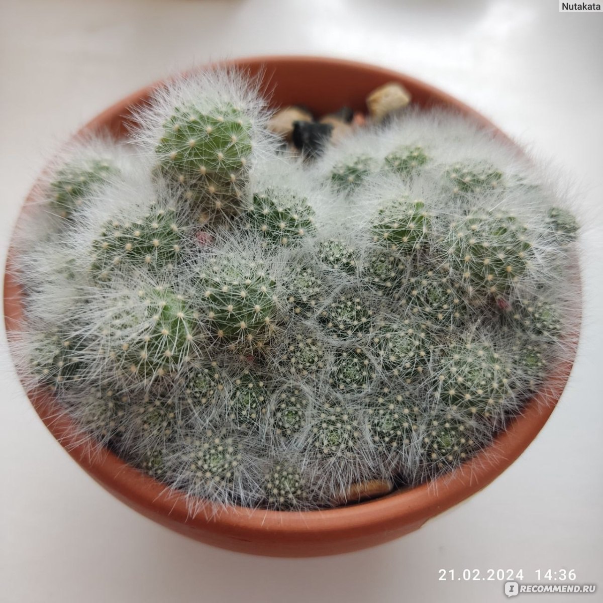 Ребуция пульвиноза альбифлора (Rebutia pulvinosa subsp. albiflora) -  «Прехорошенький, охотно цветущий кактус» | отзывы