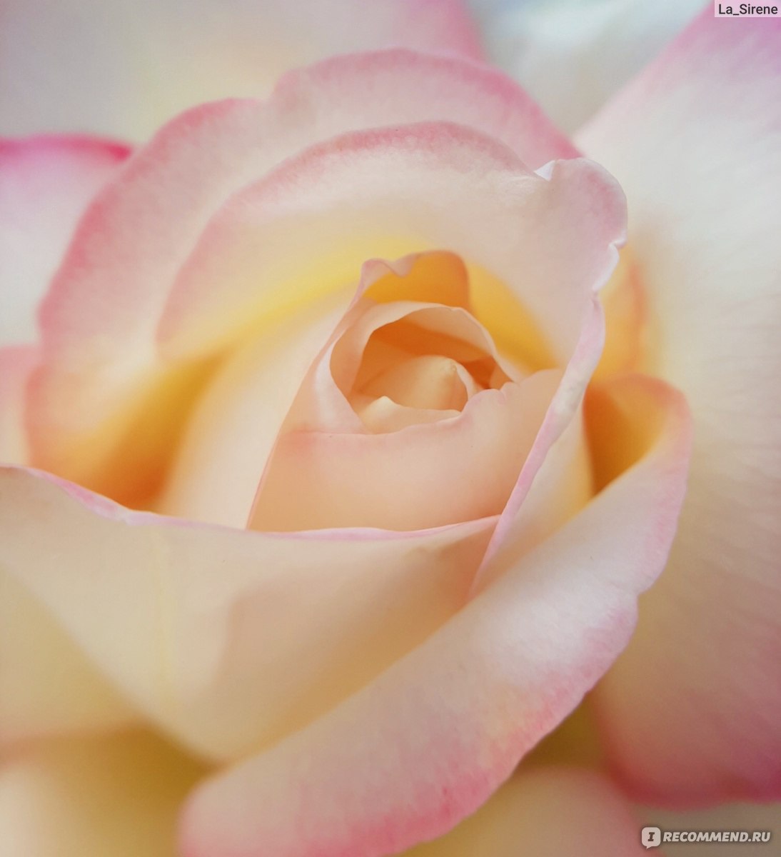 Роза чайно-гибридная Глория Дей - «Роза, которой ЗАВИДУЮТ СОСЕДИ! 🌹 Глория  Дей - самая узнаваемая Роза на планете. Вся ее жизнь на фото: от  распускания до увядания» | отзывы