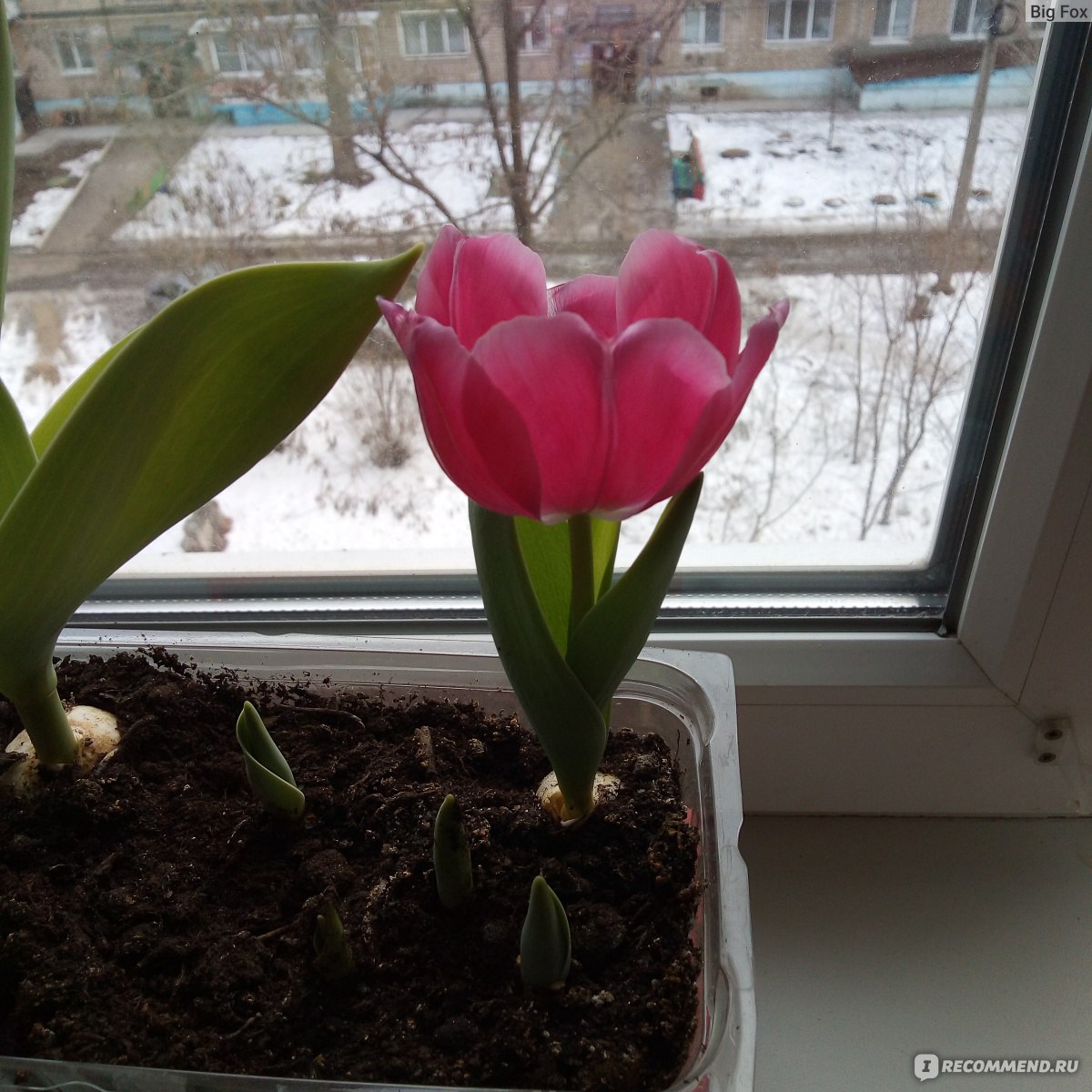 Как вырастить тюльпаны и нарциссы в вазе