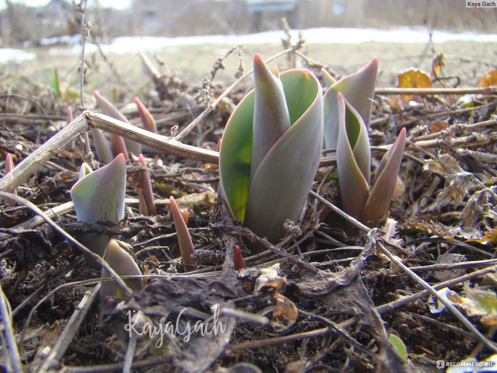 Тюльпан (Tulipa) - «Мой опыт выращивания тюльпанов дома зимой. Зимняя  выгонка тюльпанов. Наблюдения, советы и просто красивые фото.» | отзывы