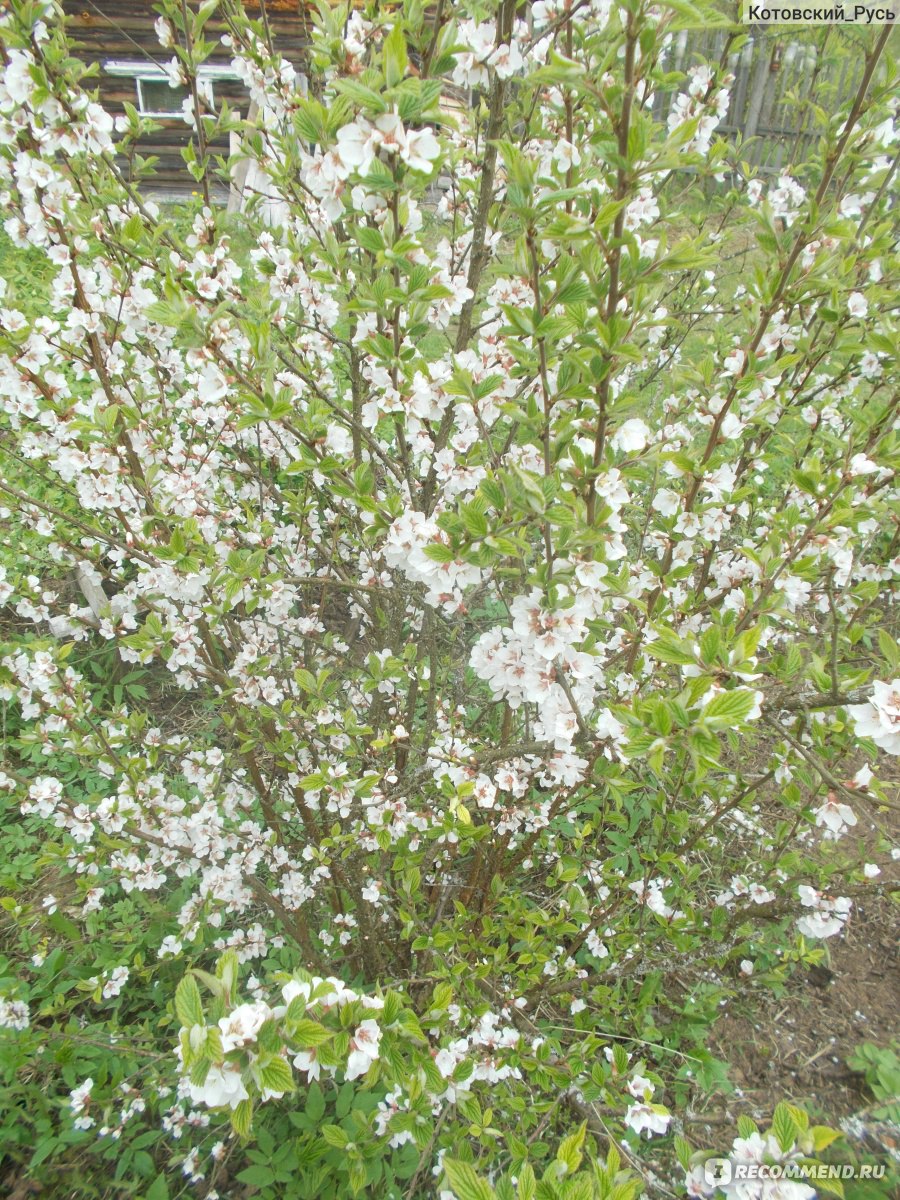 Вишня войлочная ( Prunus tomentosa) - «Боится малейших заморозков» | отзывы