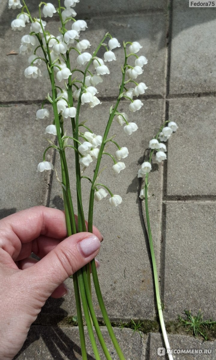 Ландыш майский (Convallaria) - «Очень нежный весенний цветок с дурманящим  ароматом,но занесен в » | отзывы