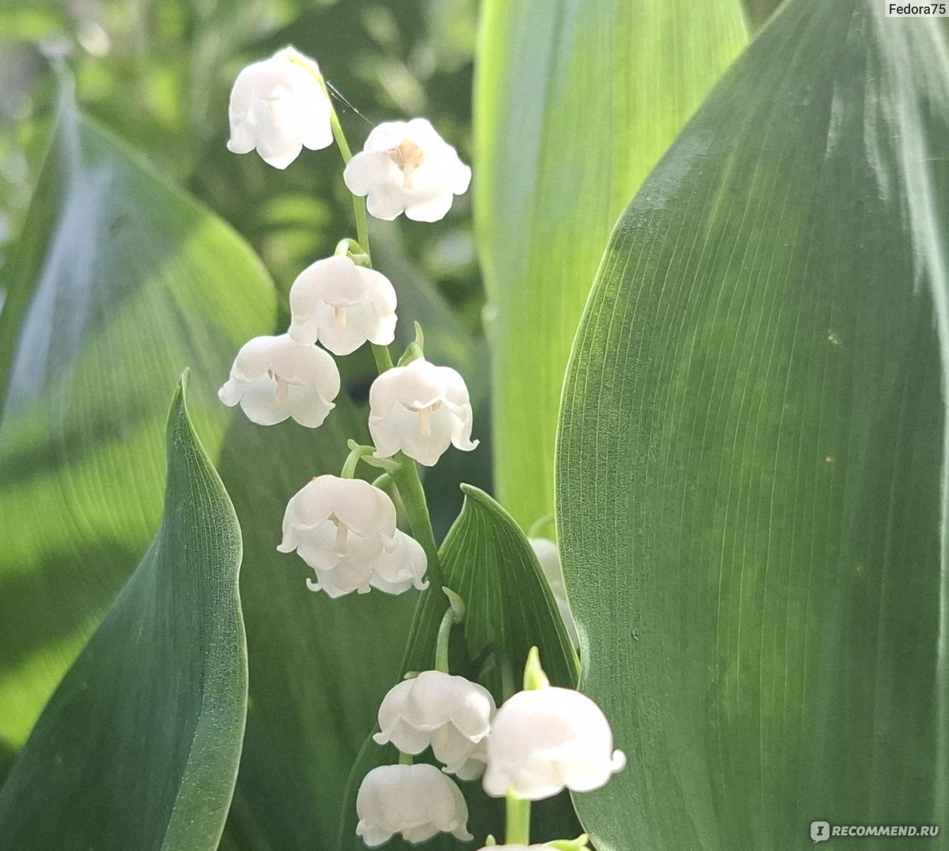 Ландыш майский (Convallaria) - «Очень нежный весенний цветок с дурманящим  ароматом,но занесен в » | отзывы