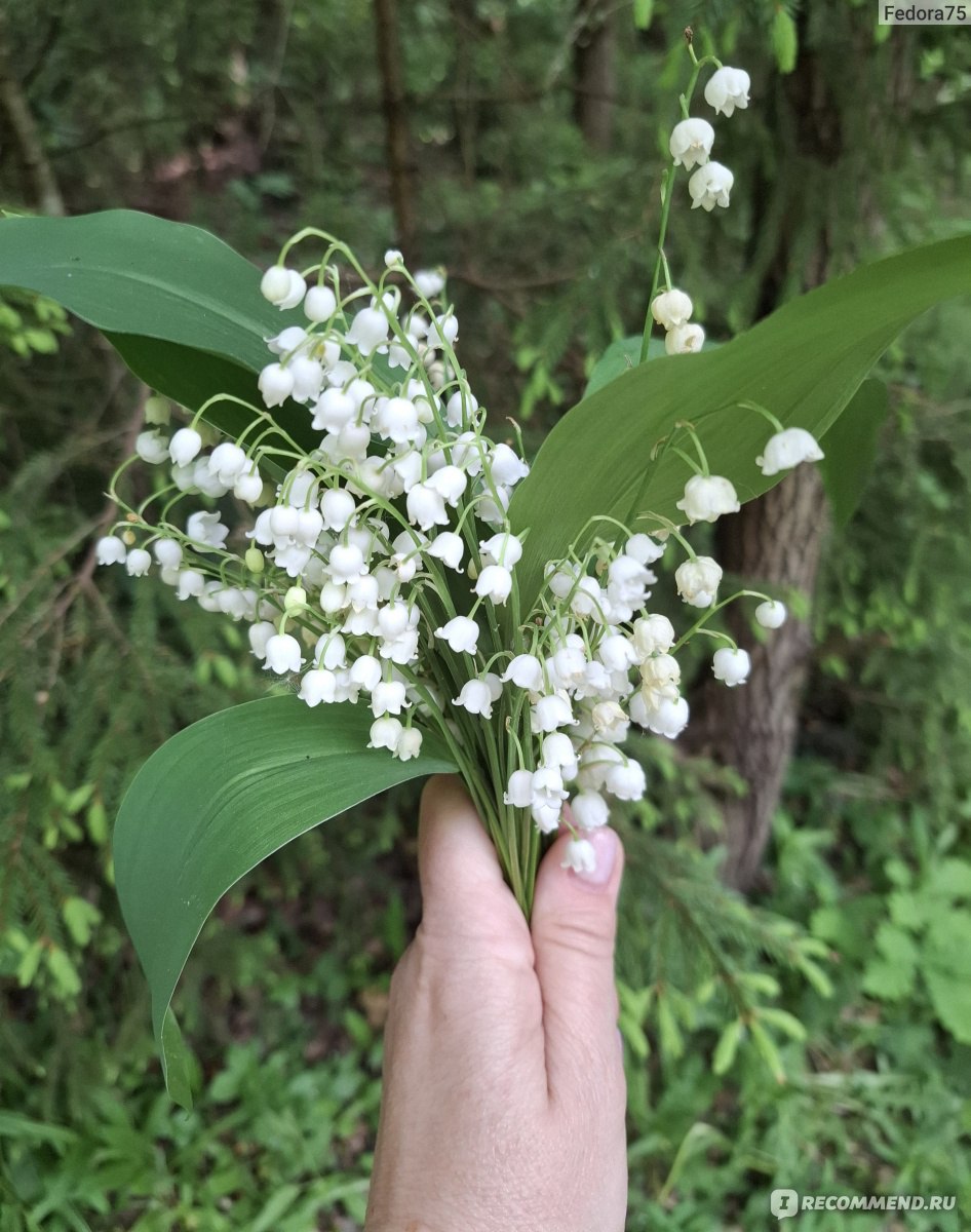 Ландыш майский (Convallaria) - «Очень нежный весенний цветок с дурманящим  ароматом,но занесен в » | отзывы