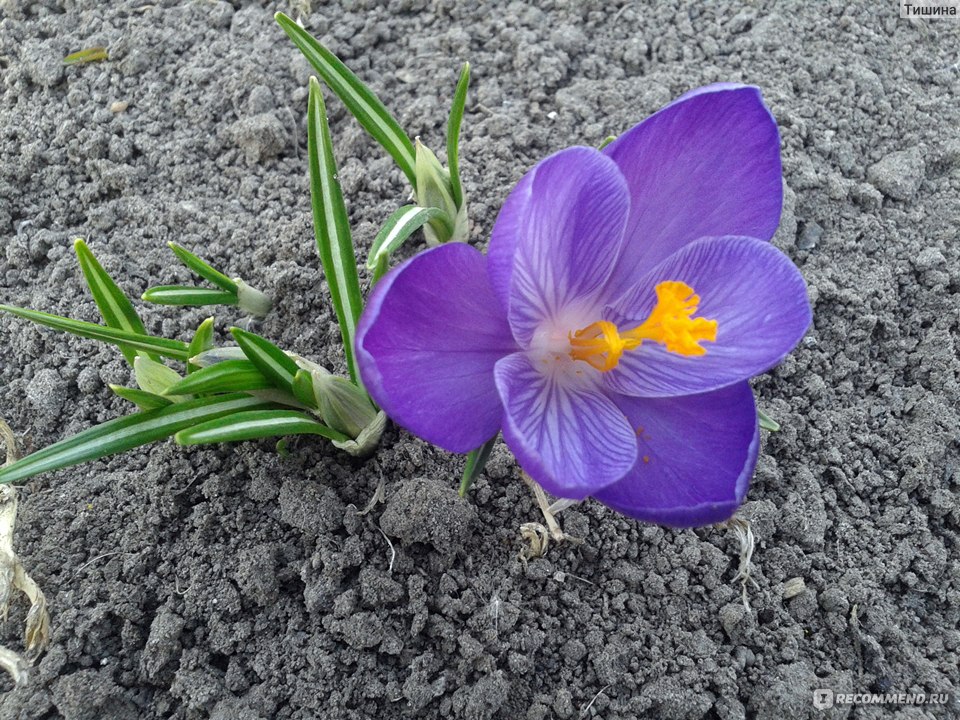 Крокус отзывы. Crocus heuffelianus. Крокусы отзывы. Конструктор SEMBO 601232abc цветы 