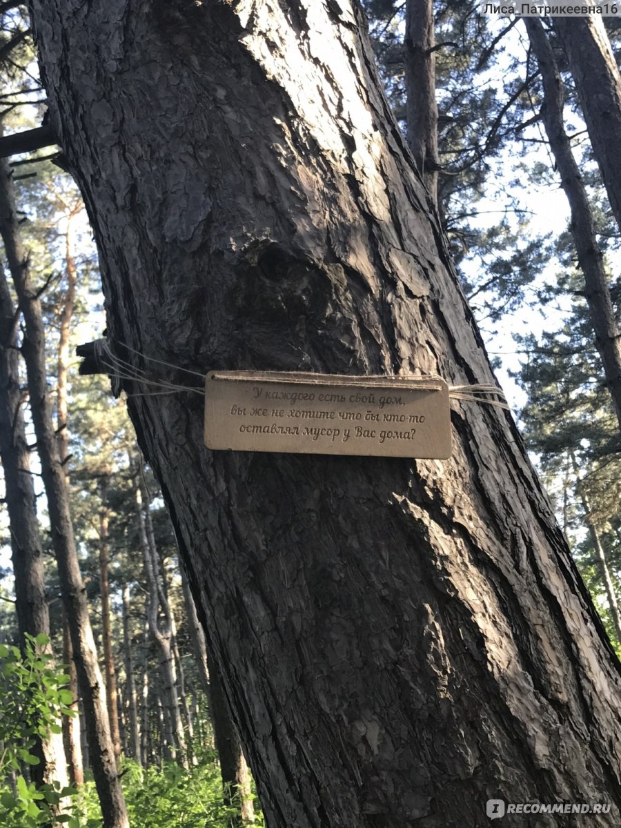 Россия, Ростов-на-Дону, Щепкинский лес - «🌳🌲В лес сходили, словно в  сказке побывали😍 Важно побыть в гармонии с самим собой и с природой.» |  отзывы