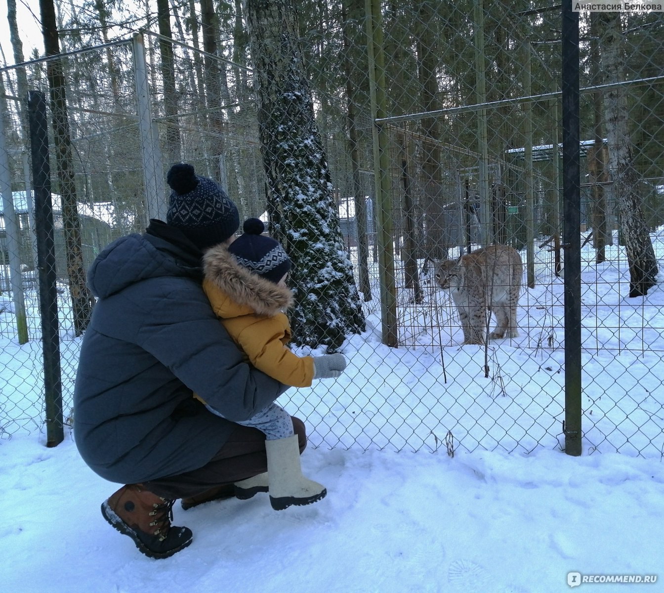 Эко отель Романов Лес, Кострома - «Чем заняться зимой в сказочном 