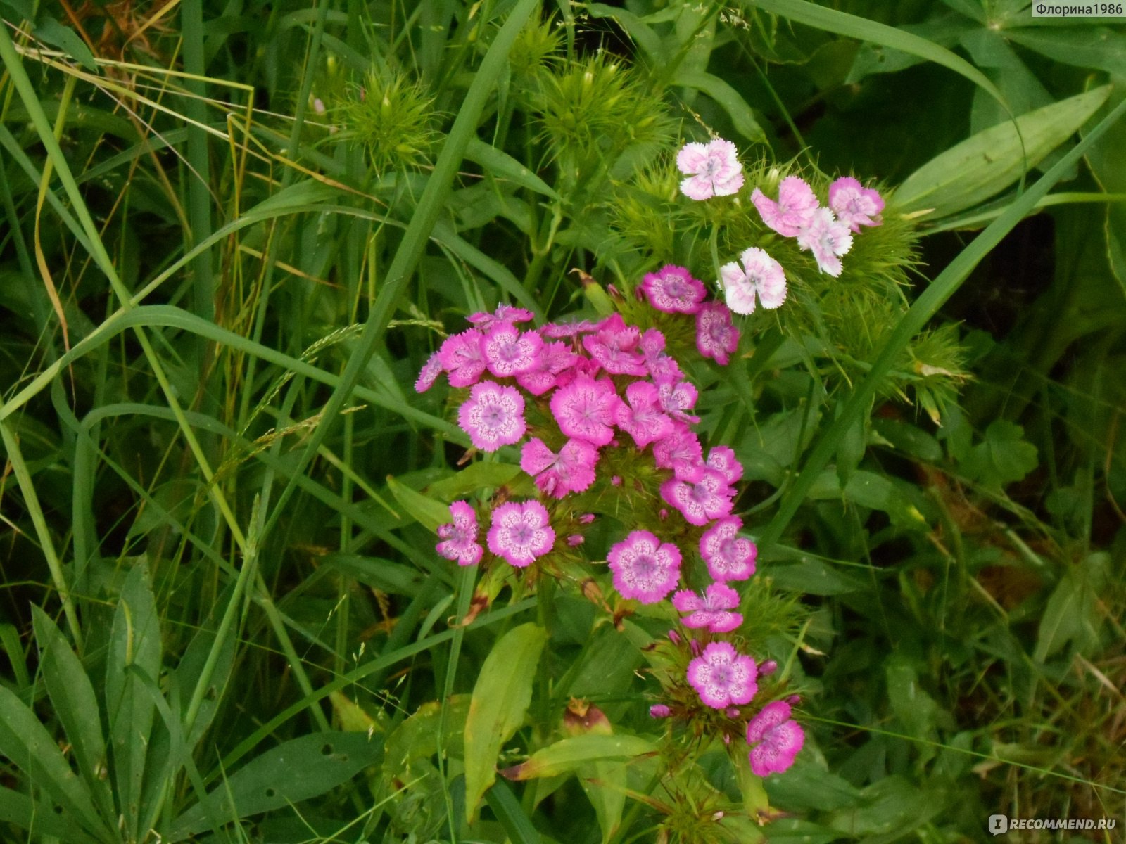 Турецкая гвоздика ( Dianthus barbatus) - «Преданный и супер-неприхотливый  зелёный друг для садоводов. » | отзывы