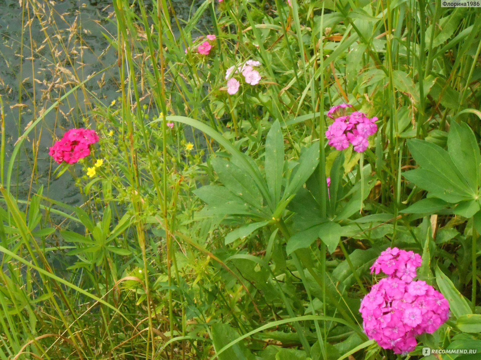 Турецкая гвоздика ( Dianthus barbatus) - «Преданный и супер-неприхотливый  зелёный друг для садоводов. » | отзывы