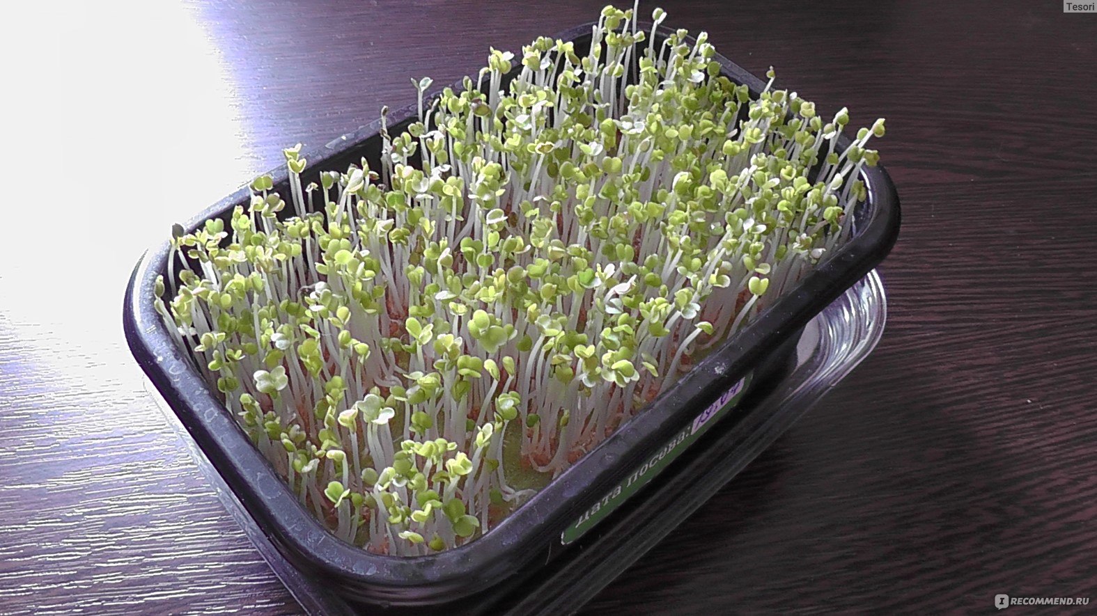 Набор для выращивания микрозелени Рукола ООО "ГАТТО НЕРО РУС" фото