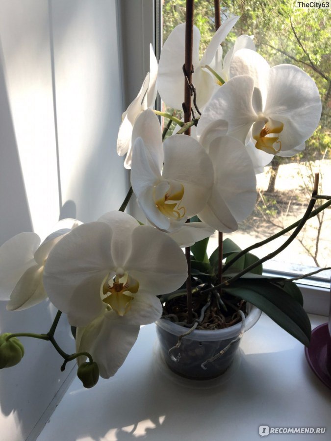 Выращивание орхидей: как размножить орхидею в домашних условиях