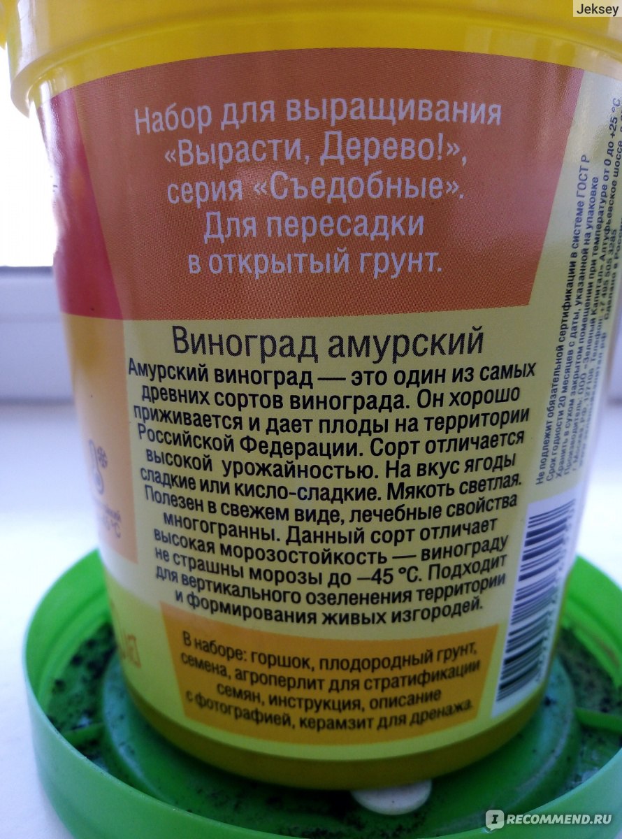 Вырасти, дерево! Виноград амурский - «Новое растение в копилочку: Виноград  амурский взошел! И не один, а с друзьями! Выращиваю дома виноград. Описание  сорта » | отзывы