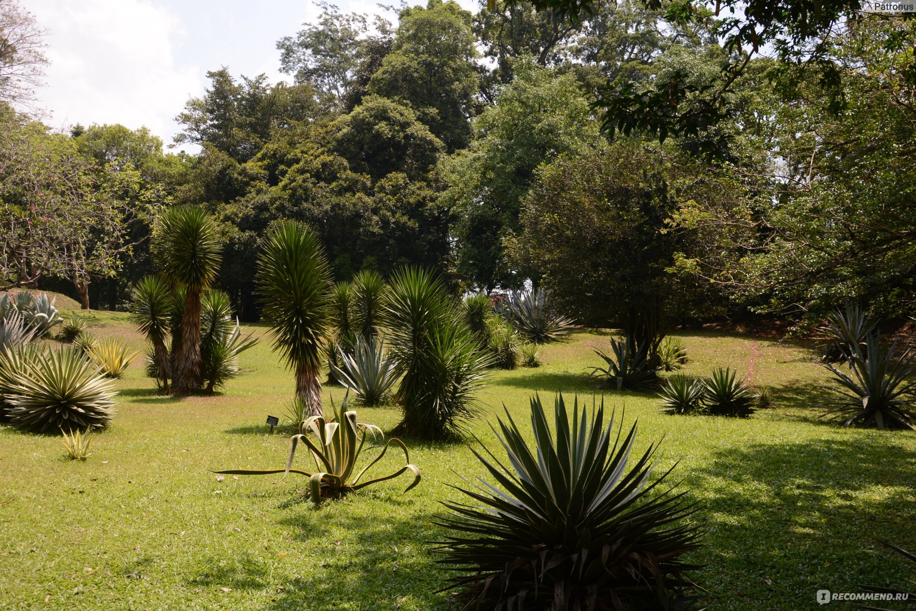 Ботанический сад Шри Ланка дерево Юрия Гагарина