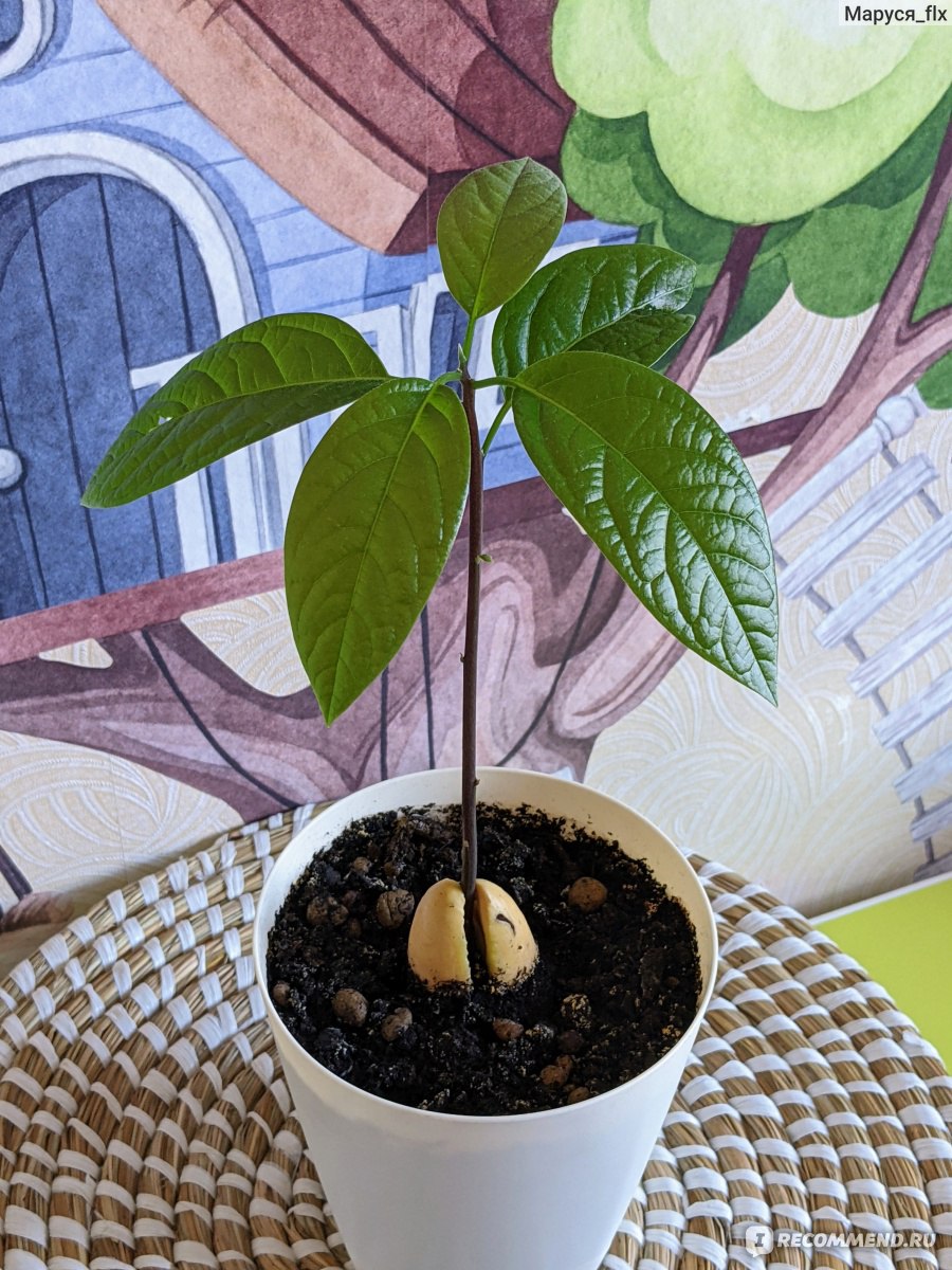 Авокадо растет в Сочи