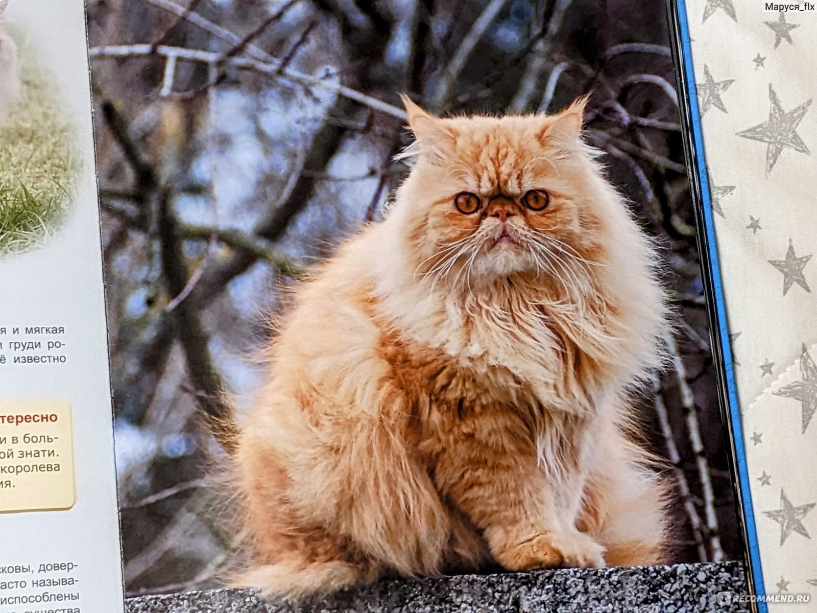 Энциклопедия для детей Кошки. Издательский Дом Проф-Пресс - «В этой  энциклопедии фотографии кошек просто шикарные 🌟 есть и информация про  породу - история, внешний вид, характер. Сыну ( 4 года) энциклопедия  понравилась 🌟 » | отзывы