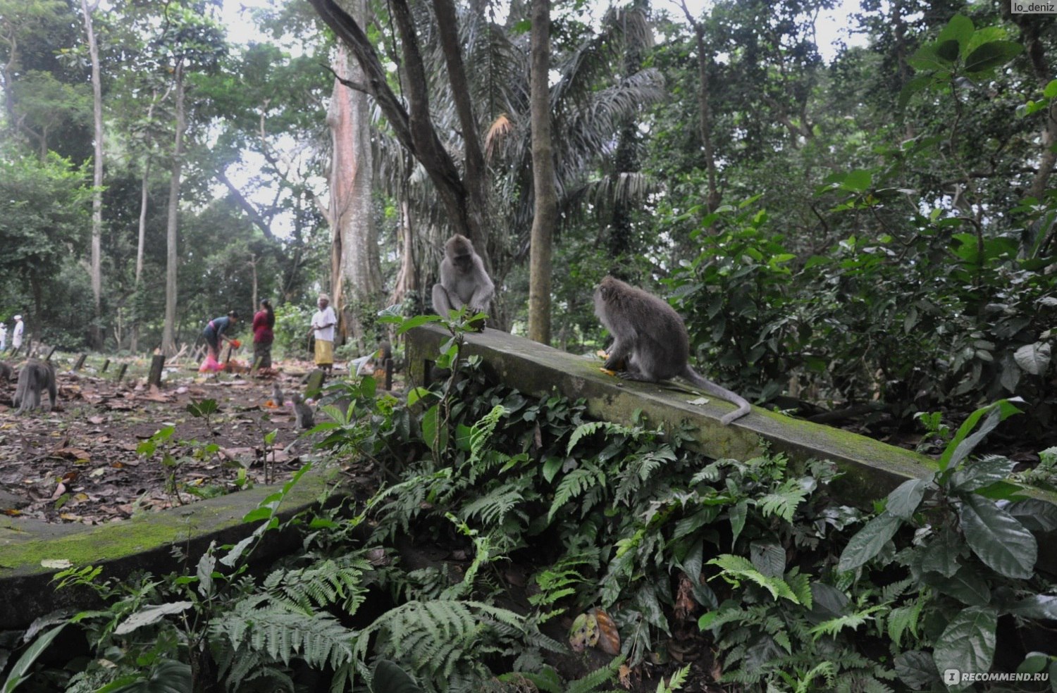 Бали - Лес обезьян (Monkey Forest) Убуд - «Лес обезьян - советы по  посещению и цены. Пейзажи и храмы Бали. Экзотические похоронные обряды.» |  отзывы