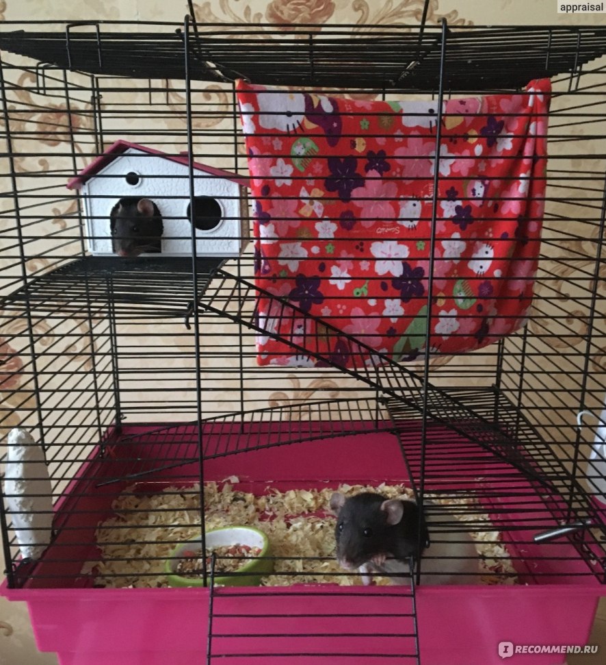 Как создать уютный домик для декоративной крысы