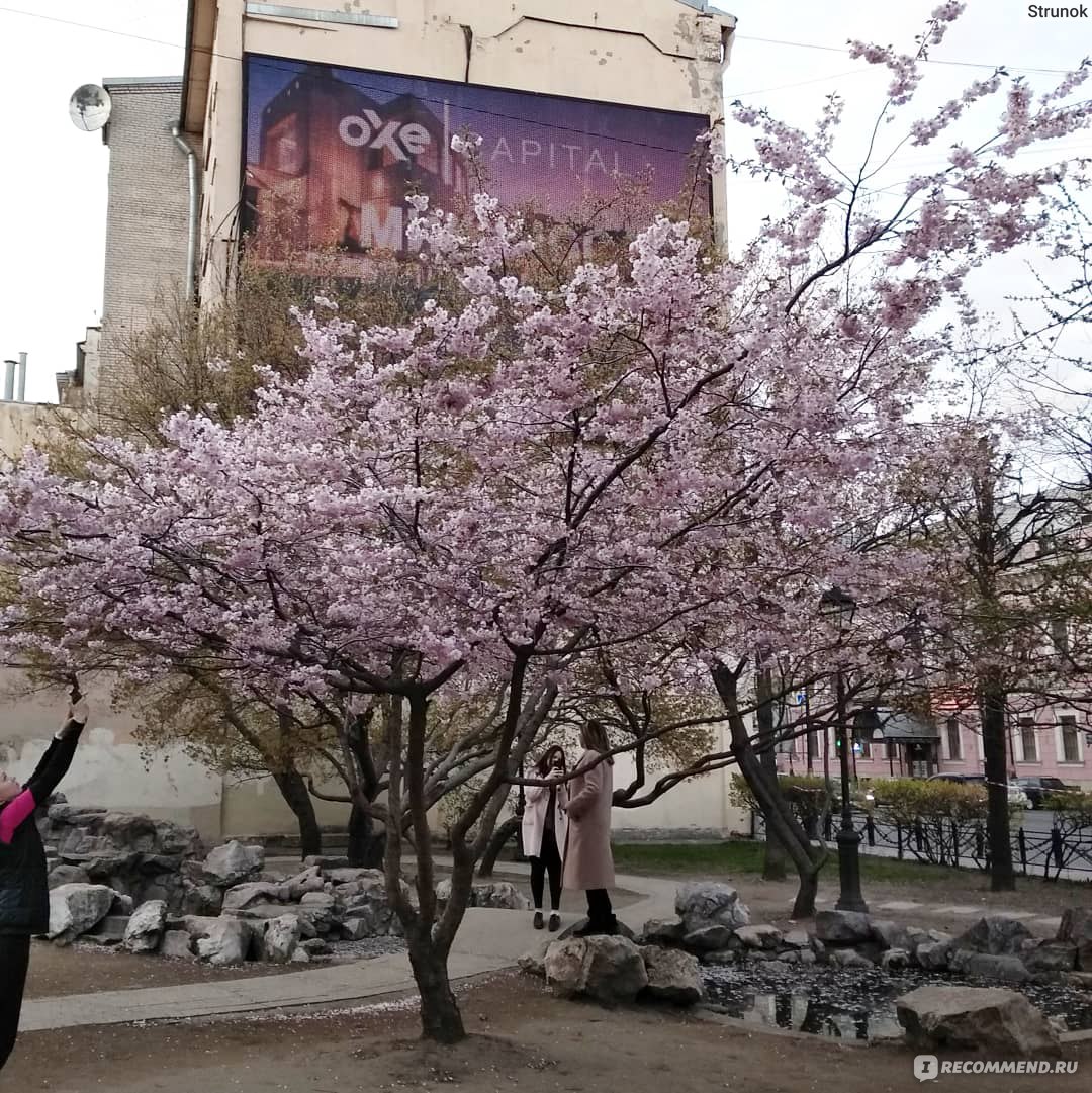 Сад дружбы, Санкт-Петербург - «Нежная, роскошная Сакура зацвела на радость  жителям и гостям города» | отзывы