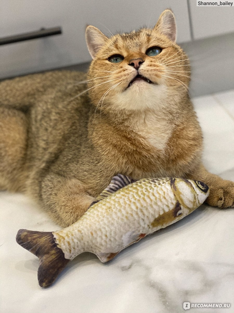 Кошечка рыбка. Кот с рыбой. Рыбья кошка. Рыбки для кошек. Рыба с кошачьей мятой.
