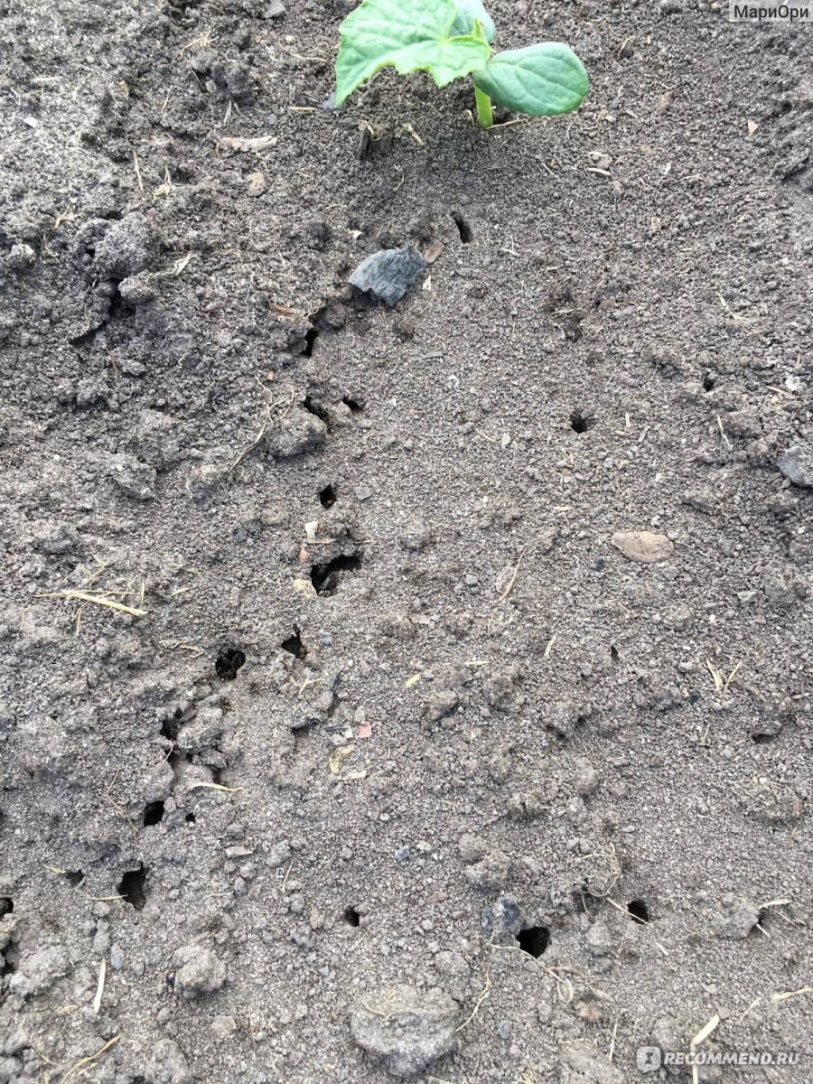 Какие следы оставляет медведка на поверхности земли фото