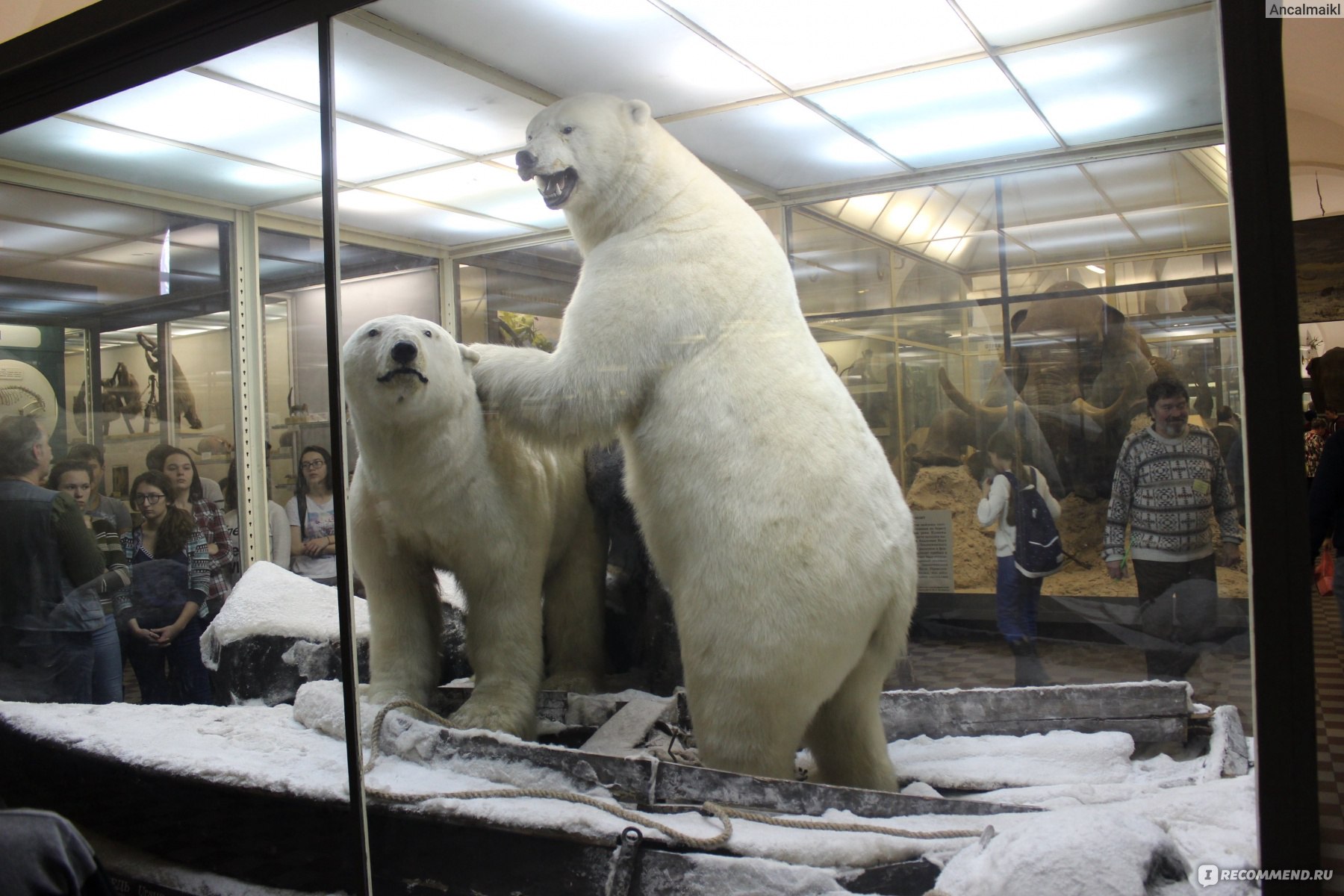 зоологический музей петербург