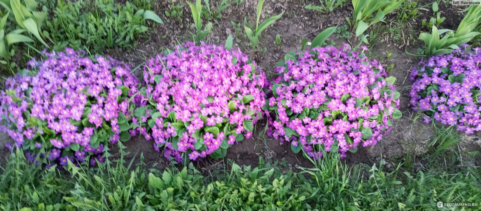 Примула обыкновенная / бесстебельная (Primula vulgaris, acaulis) -  «Весенний цветок,не требующий к себе большого внимания. » | отзывы