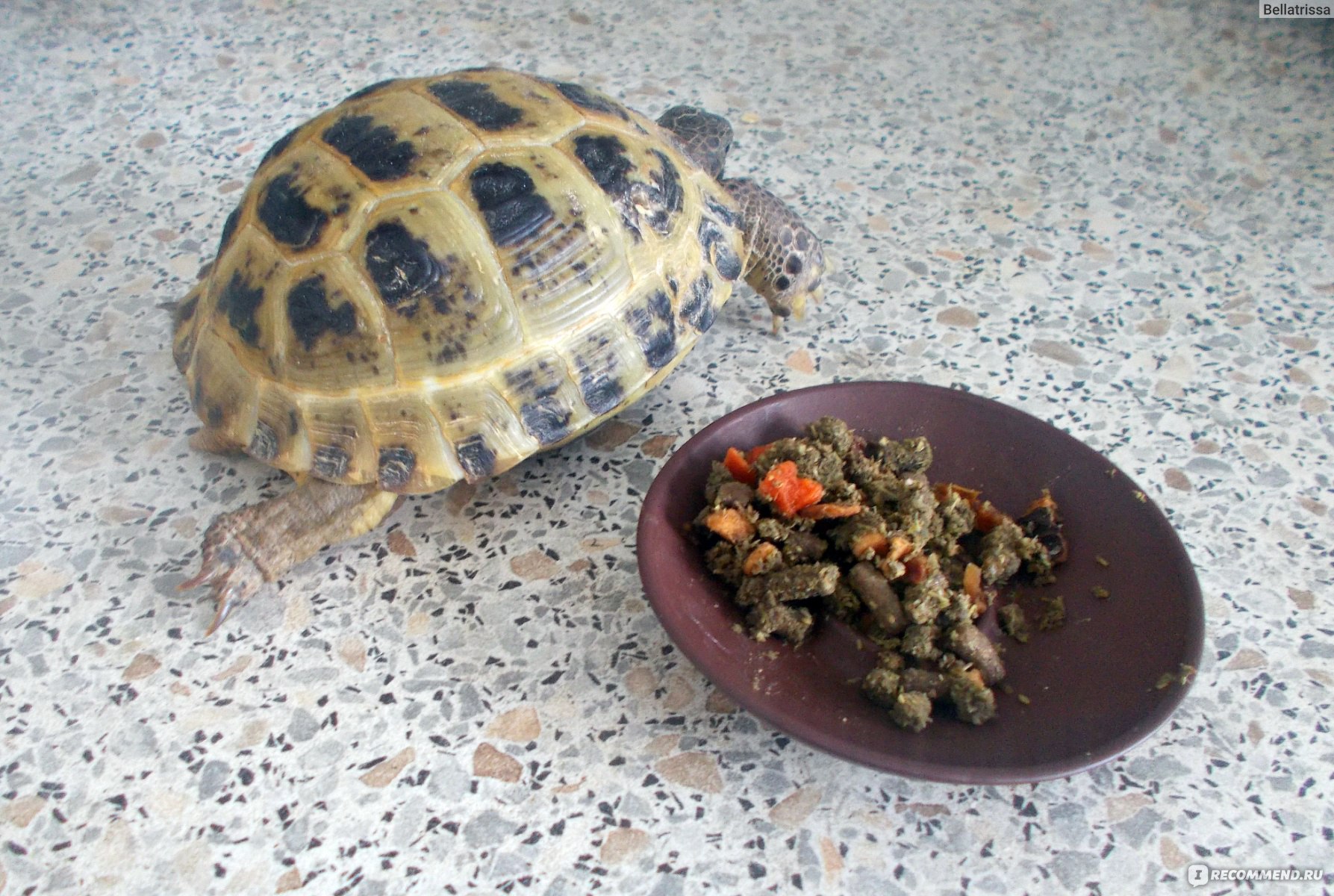 Чем кормить черепаху в домашних условиях сухопутную. Корм для красноухой черепахи. Сухопутная черепаха. Черепахи домашние Сухопутные. Корм для сухопутной черепахи.