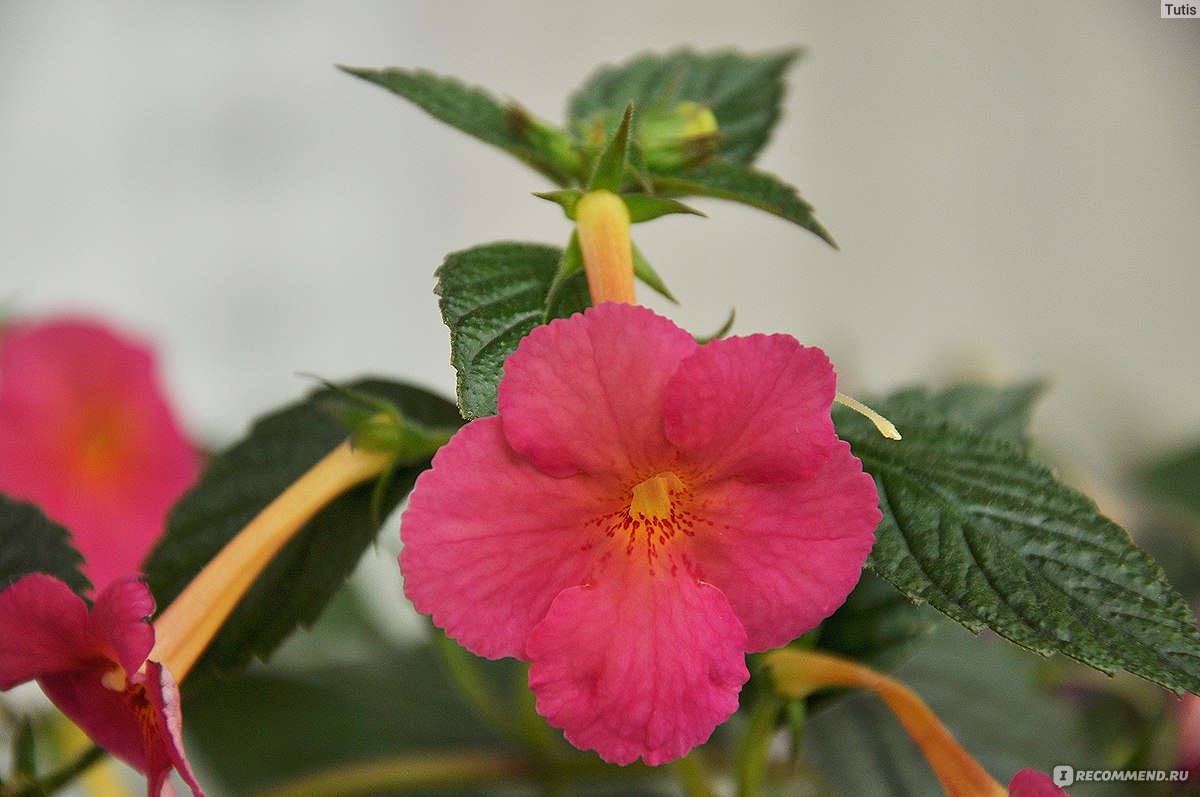 Ахименес yellow english rose фото