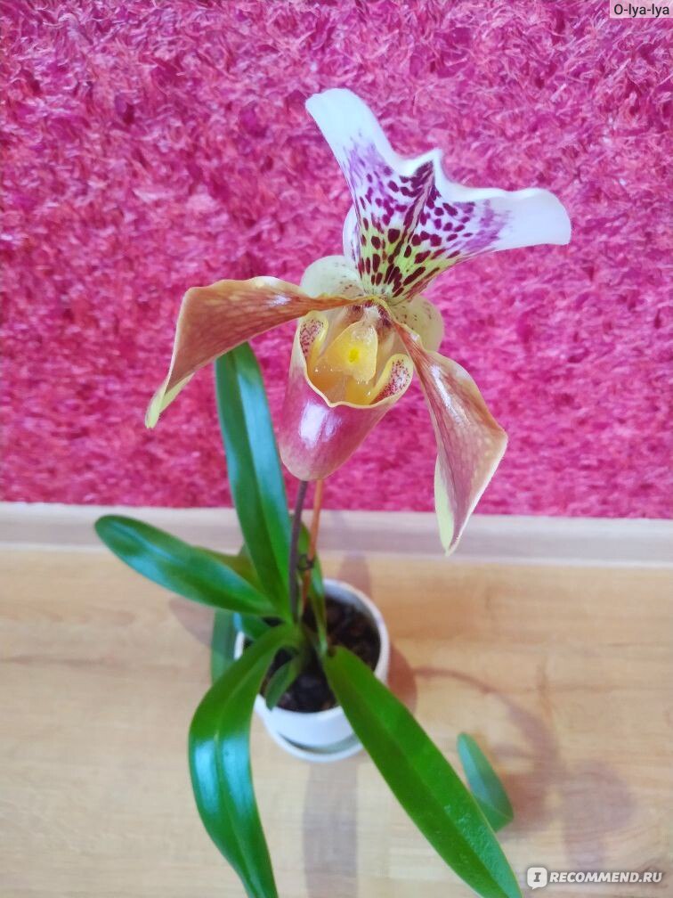 Орхидея Пафиопедилум или Венерин башмачок - уход, пересадка, подкормка