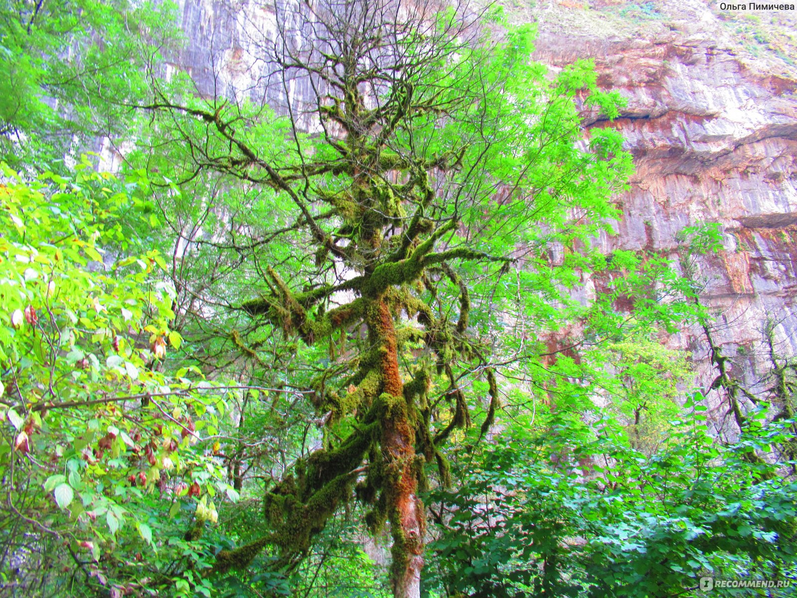 Самшит дерево Абхазия