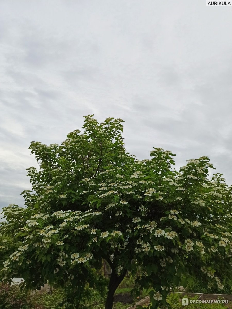 Калина обыкновенная (Viburnum opulus L.) - «Стройное дерево и полезные  ягоды. А ещё это лакомство зимой для птиц и вкусный джем для всех членов  семьи.» | отзывы