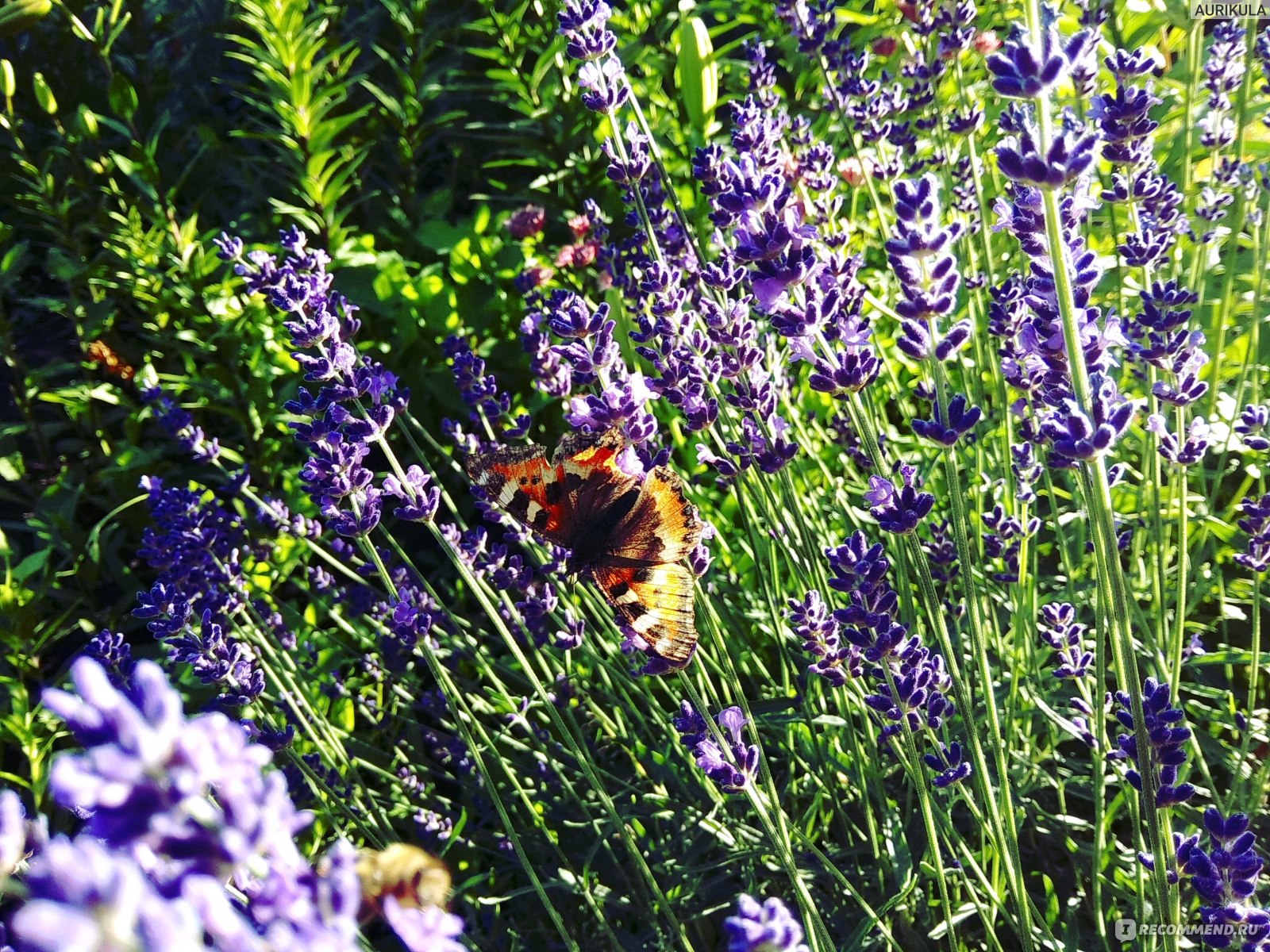 Лаванда узколистная (английская) Lavandula Angustifolia - «Универсальный  компаньон розам и не только» | отзывы