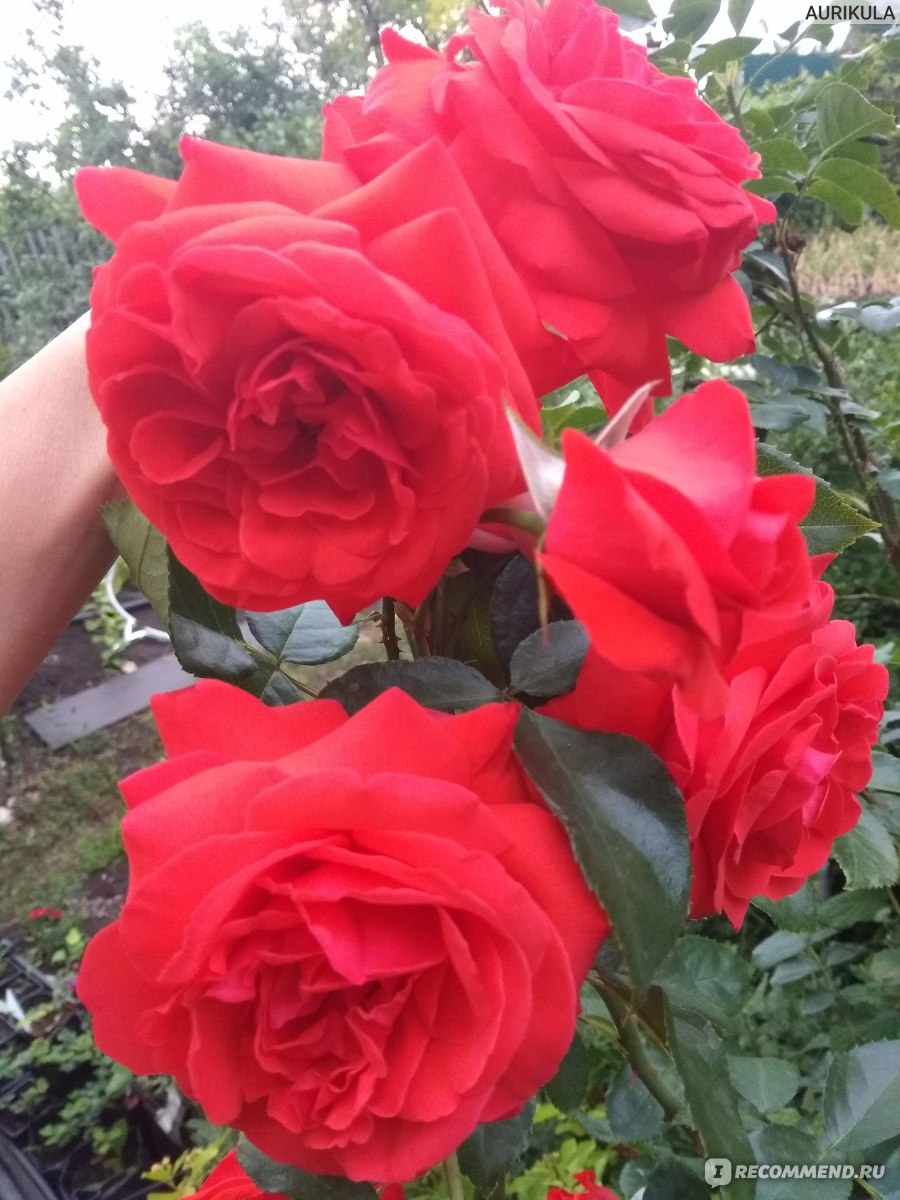 Плетистые Розы Салита