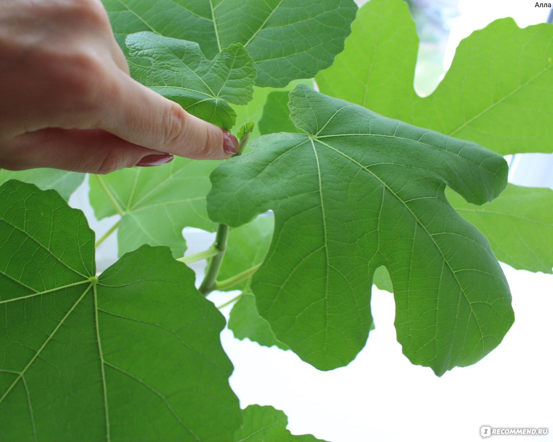 Инжир или фикус карика (Ficus carica) - «Инжир из косточки (фикус карика) -  экзотическое растение дома. А фИговое дерево вовсе не фигОвое! Растет не по  дням, а по часам и абсолютно не