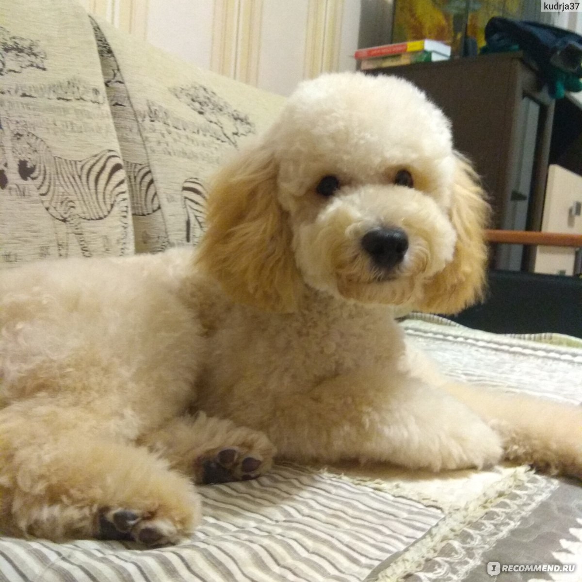 Порода собак Той пудель: фото, видео, описание породы и характер