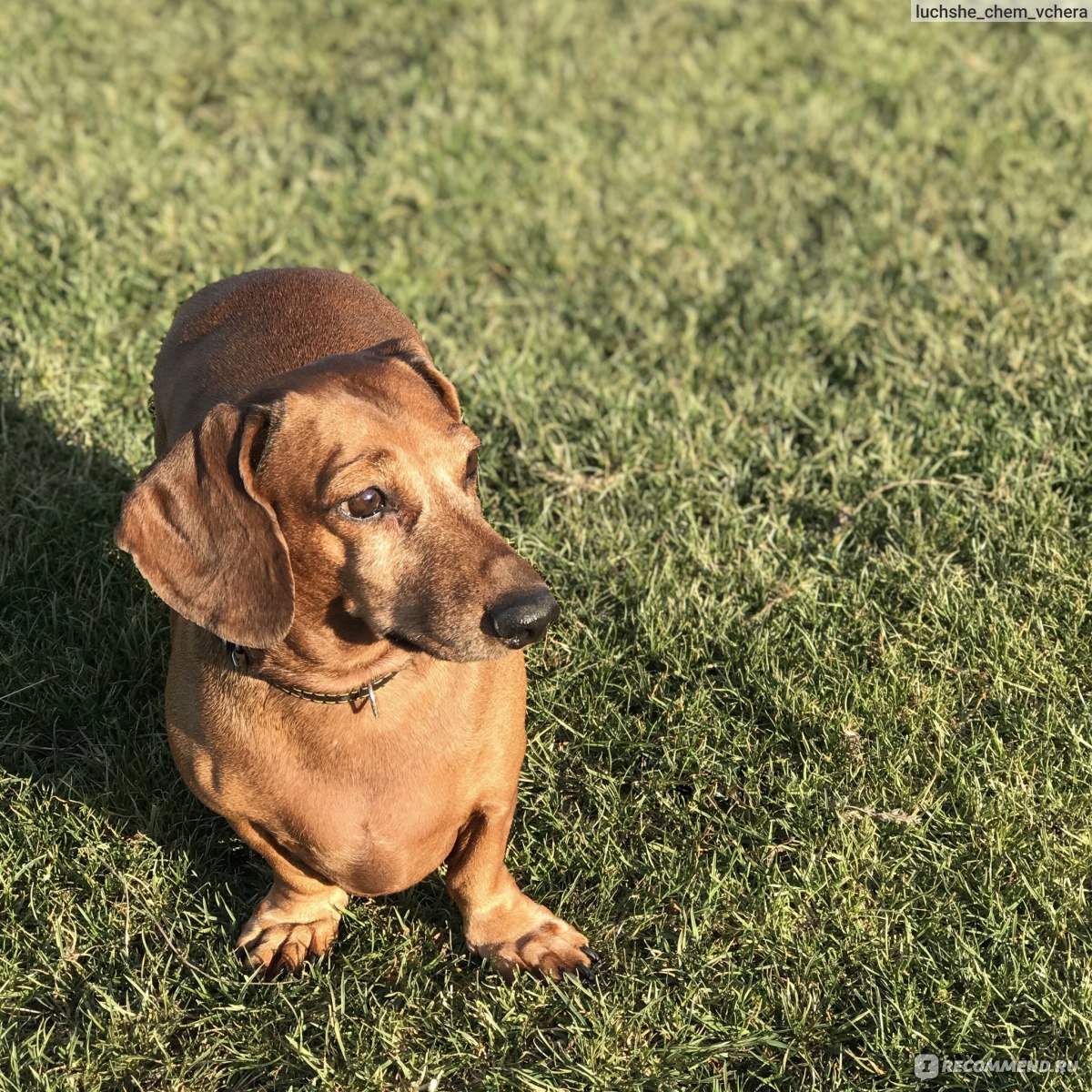 Такса / Dachshund - «Длинное, длинное счастье. Наша вторая такса. Породные  особенности+Милые фото» | отзывы