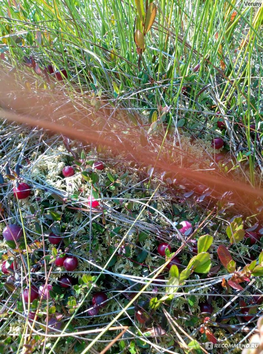 Как растет клюква на болоте фото